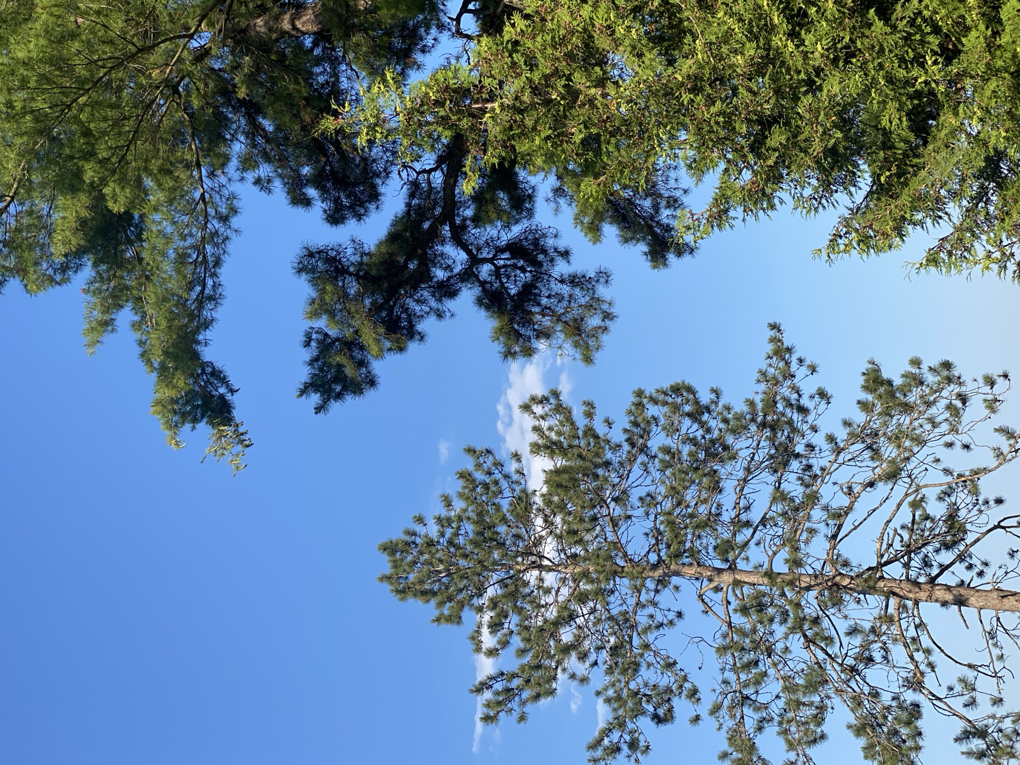 This is a vertical, eye-level, outdoor, medium shot photograph of a clear blue sky with a few wispy white clouds. The sky is partially obscured by the upper branches of several evergreen trees. In the center of the frame, a tall pine tree with a slender trunk and a full, bushy canopy of green needles is prominent. To the right, a dense cedar tree with a vibrant green color and textured foliage is visible. The branches of other evergreen trees, some with dark green needles and others with lighter green foliage, frame the sky from the top and right side of the image. The image appears to be taken in the Town of Peru, United States of America, likely during daytime.