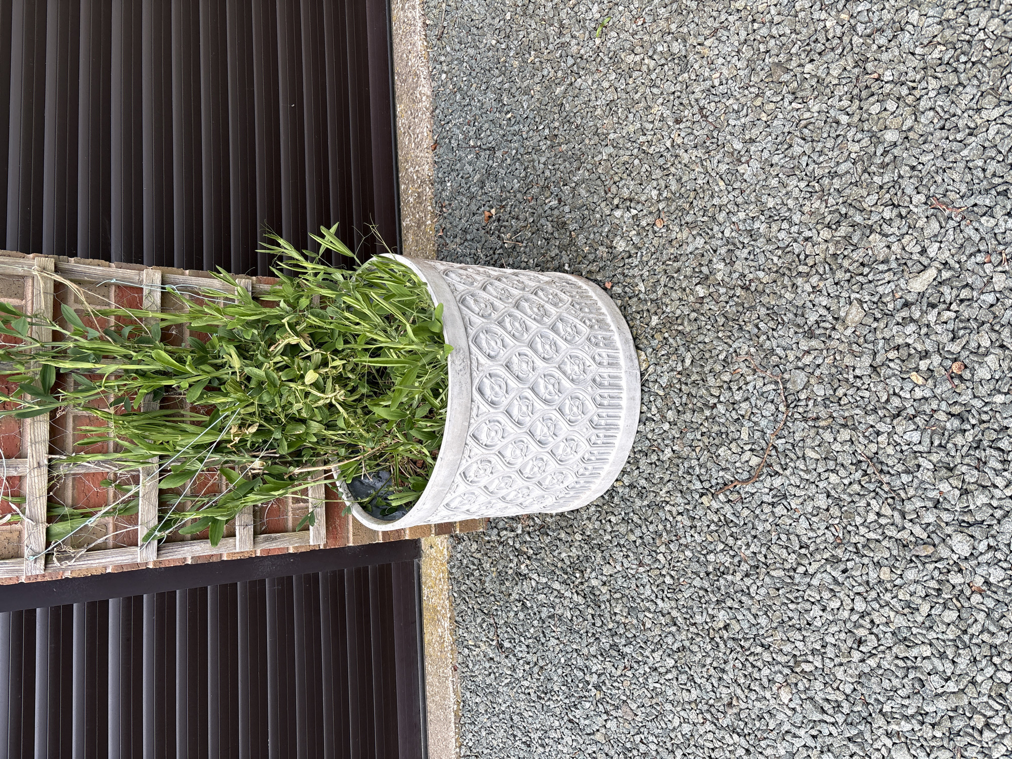 A white, patterned planter containing a green plant is located next to a brown shuttered wall, a brick wall with a trellis, and a gray gravel ground covering. The planter is positioned at an angle within the frame. The location is Shrewsbury, United Kingdom.
