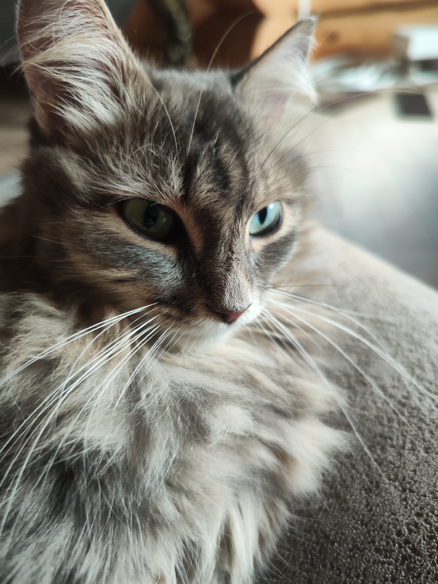 A close-up, indoor shot focuses on a long-haired cat. The cat has gray and brown fur, with white whiskers, green and blue eyes, and a pink nose. The cat rests on a gray surface, potentially a piece of furniture. No additional elements suggest this image was taken in Chaikovsky, Russia, or any specific city for that matter.
