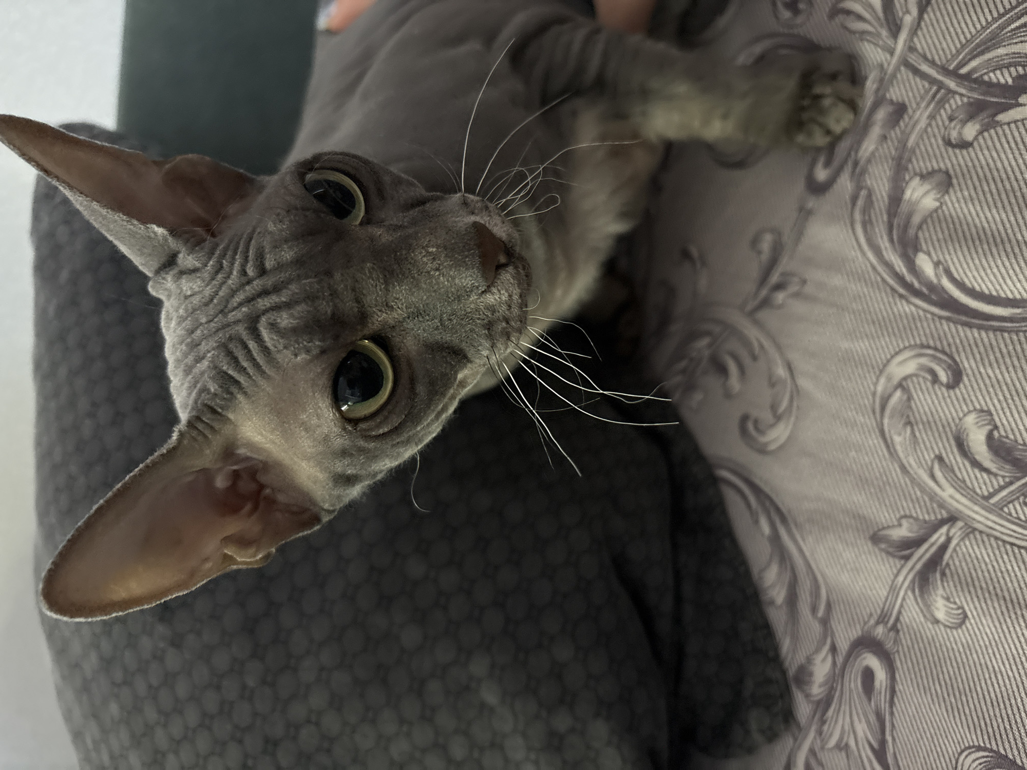 A close-up, eye-level, medium shot captures a gray Sphynx cat with large, round, green eyes and prominent wrinkles on its head. The cat is positioned in the lower right quadrant of the frame, looking slightly downward and to the left. Its ears are large and pointed, and long white whiskers extend from its muzzle. The cat's body is visible from the head down to its front paws, which rest on a patterned surface. To the left of the cat is a dark gray, textured cushion or pillow, and behind that, a dark green upholstered surface is partially visible. The surface the cat is resting on is a light gray fabric with a repeating ornate, scrolled pattern in a darker gray. The lighting is soft, highlighting the cat's features and creating subtle shadows. The environment appears to be indoors, possibly a domestic setting, with no identifiable elements indicating a specific location within Zapadny, Russia.