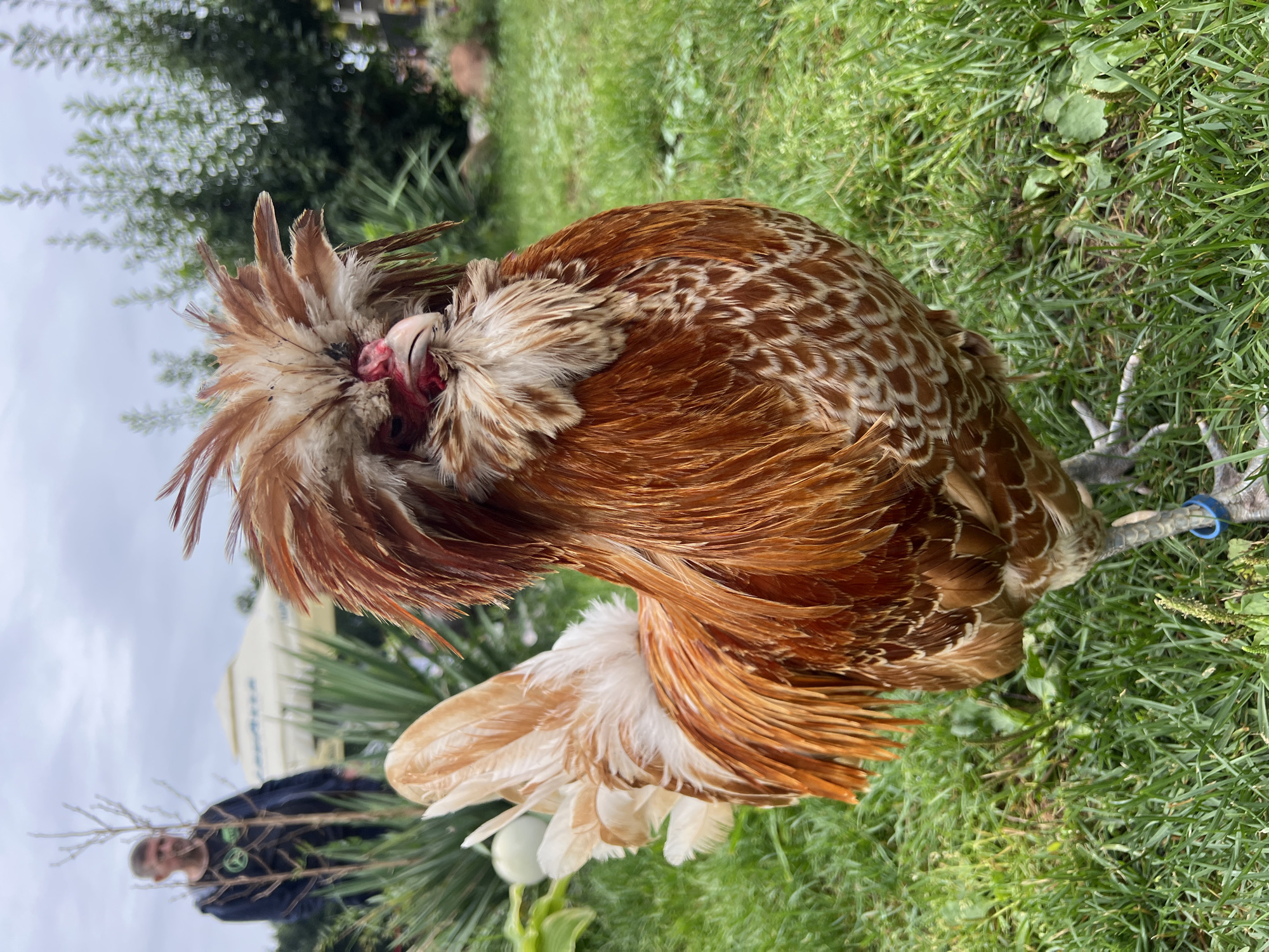 A rooster with distinctive crest-like feathers on its head stands on green grass. The rooster is predominantly brown and white with some red markings visible on its face. In the background, a person wearing a dark hooded jacket and a person can be seen standing near a white tent. The environment appears to be an outdoor setting with lush green vegetation and a cloudy sky. The city of Bujenka, Poland is mentioned as the location.