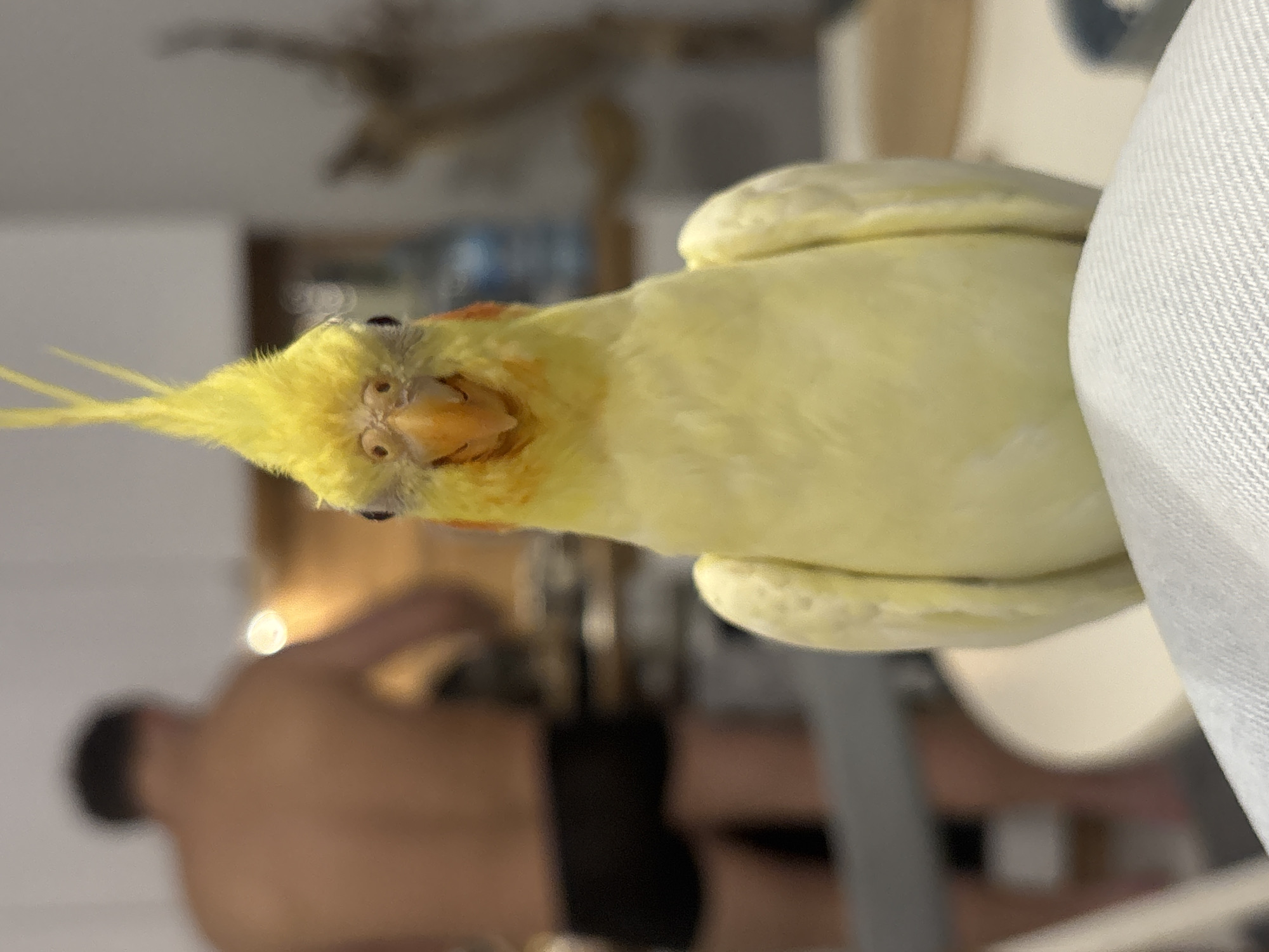 The image features a light yellow cockatiel, prominently centered and looking directly at the camera with a curious expression. The bird has distinct orange cheek patches and a bright yellow crest, with small, dark eyes and a pale orange beak. Its head is slightly tilted, and its soft, feathery body is visible, with parts of its wings or tail feathers extending towards the left side of the frame.
The background is heavily blurred, creating a shallow depth of field that keeps the focus on the cockatiel. On the lower left side of the image, a shirtless person, appearing to be male, is visible from the chest up, wearing dark shorts or underwear. Their face is not clearly discernible. The person appears to be seated in an indoor setting, likely a home, with other indistinct furniture and objects blurred in the background. A white, textured fabric, possibly a cushion or clothing, is partially visible on the far right, alongside the bird.
The entire image is rotated ninety degrees counter-clockwise, making the bird appear to be on its side relative to the frame. There is no visible text in the image. While the location context is Krasnoyarsk, Russia, no specific geographical cues are discernible within the image itself.
