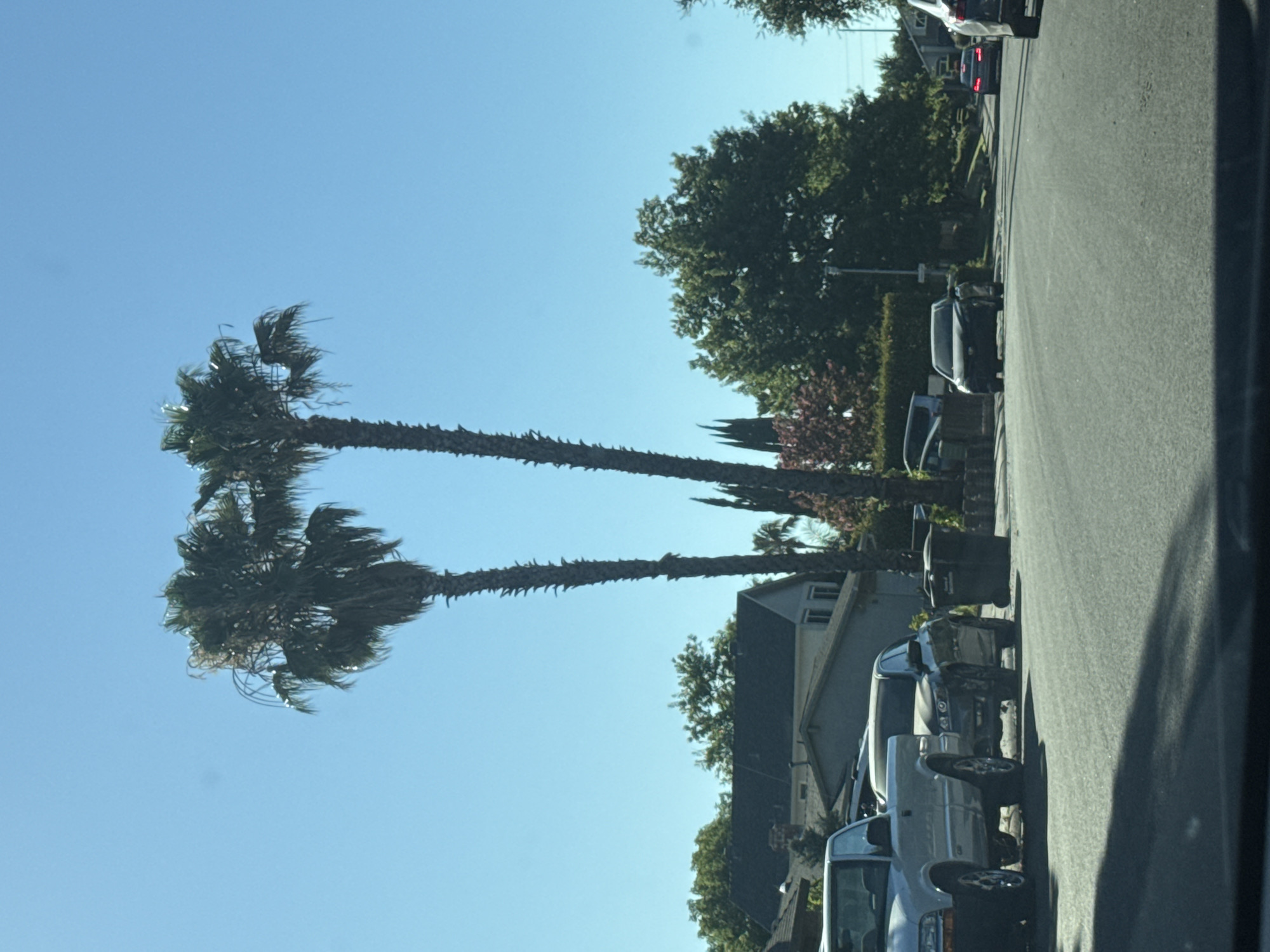The image shows a street scene on a sunny day in Sacramento, California. In the foreground, a gray asphalt road is visible, with the shadow of the photographer's vehicle cast across it. Parked on the right side of the road is a white pickup truck, and next to it, a dark sedan. Further down the street, another dark sedan is parked. Beyond the parked cars, there is a sidewalk and a residential area with houses and trees. Two tall palm trees are prominent in the mid-ground, with their fronds reaching towards the clear blue sky. A trash can is visible on the sidewalk. In the background, houses with dark roofs and trees are seen. Several cars are driving on the street, including a red sedan and a white SUV in the distance. The overall impression is a typical suburban street scene.