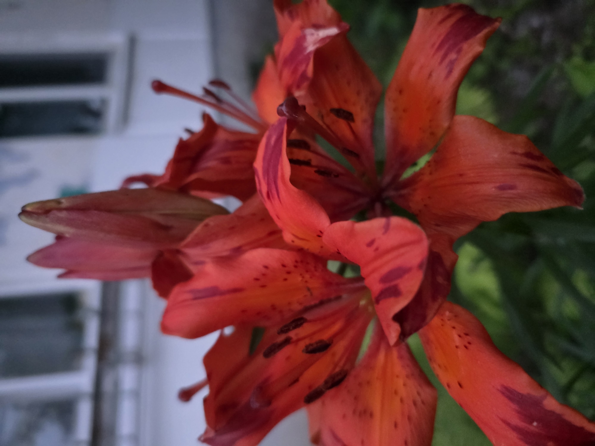 A close-up, low-angle shot showcases a vibrant red lily in full bloom, with a second bud to its left. The lily's petals are speckled with darker red markings, and its stamen are clearly visible. The background is softly blurred, revealing a building with windows, suggesting an urban setting. The presence of greenery indicates the lily is likely growing outdoors. The image was captured in Chaikovsky, Russia.