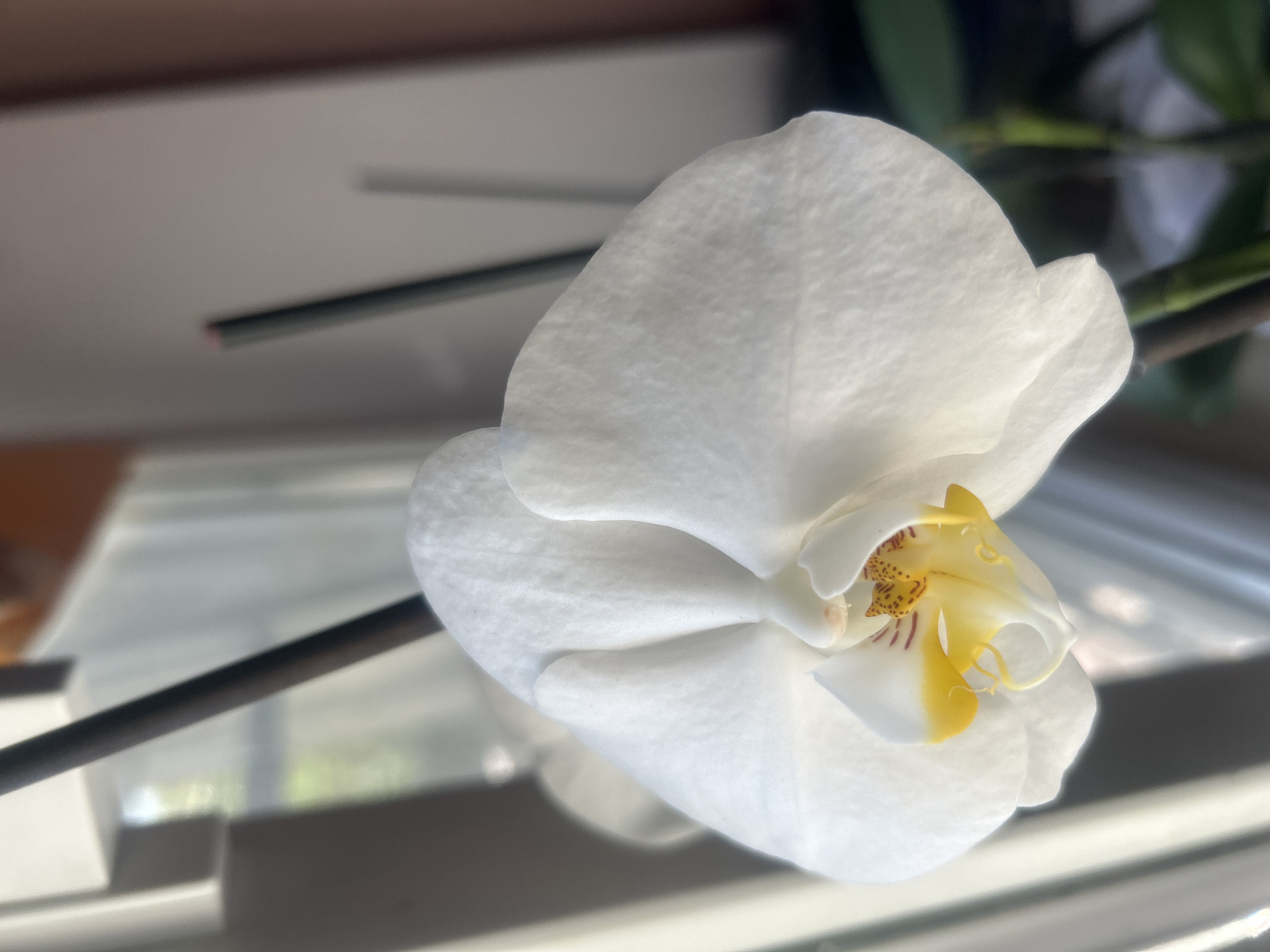 A close-up, vertical, eye-level shot features a white orchid flower with yellow and reddish markings in its center. The orchid is the primary subject and occupies the majority of the frame, with its delicate petals illuminated by sunlight filtering from the left, creating soft shadows and highlights. The background is blurred and consists of vertical blinds casting striped shadows on a wall or surface. Behind the orchid, two dark, thin stems or supports are visible, and hints of greenery suggest the presence of other plants. The overall scene appears to be indoors, possibly near a window, in an environment that is calm and serene.