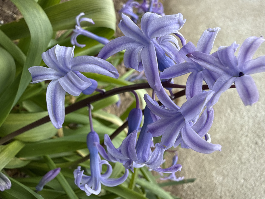 The image presents a close-up, ground-level view of multiple blooming purple hyacinth flowers (Hyacinthus orientalis) located in Pirne, Bulgaria. The primary subjects are the flowers, displaying shades of light lavender to violet, each composed of six petals that are slightly recurved. These flowers are clustered along visible dark purplish-brown stems. Surrounding the flower stems are several prominent, elongated, strap-like dark green leaves. The immediate foreground and lower portion of the image reveal dark brown soil. The background consists of a blurred, light beige or off-white textured surface, consistent with a wall or building facade. No individuals are present in the scene, and no actions or interactions are depicted. The environment is horticultural, illuminated by soft, diffused natural light.