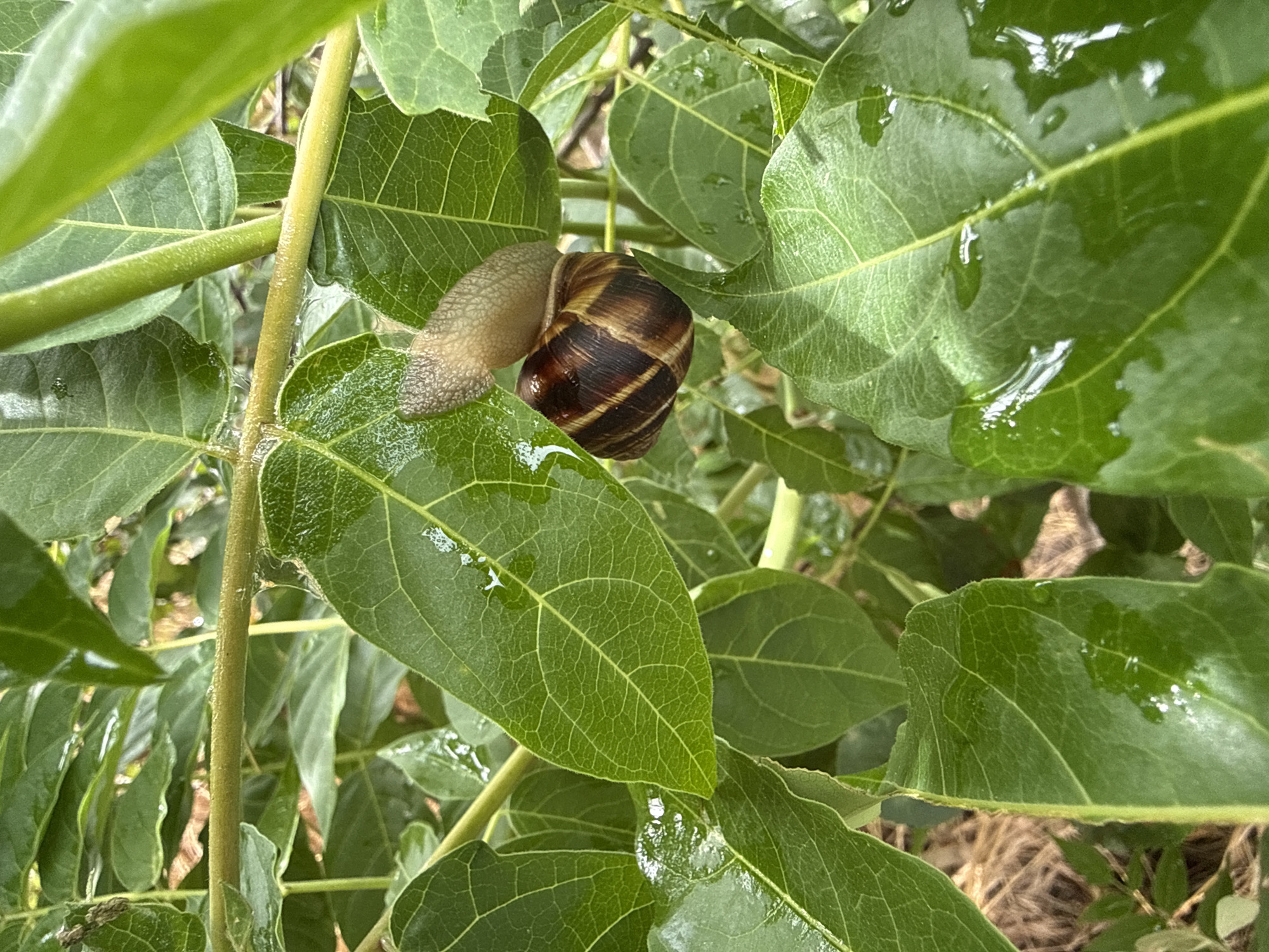 In an outdoor environment amidst lush green foliage, a snail is prominently featured. The snail, with its distinctive brown and tan striped shell, is positioned on a large, wet green leaf. Its body extends out from the shell, appearing light brown and textured. The surrounding leaves are also wet, suggesting recent rain or dew, and some have water droplets reflecting the light. The background consists of more green leaves and branches, with hints of dry, straw-like material visible at the bottom left. The lighting suggests it is daytime, with soft illumination that highlights the glossy texture of the wet leaves and the snail's shell.