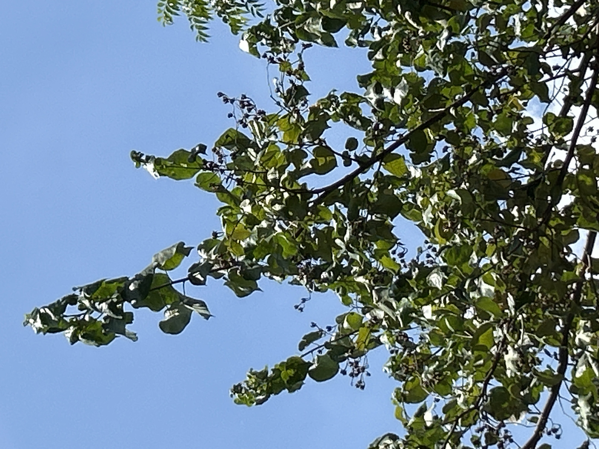 A close-up, upward-facing shot captures the dense foliage of a tree against a clear blue sky. The leaves are a vibrant green, some appearing slightly wilted or dried at the edges. Numerous small, dark, seed-like structures are visible, clustered on thin stems throughout the branches. The branches themselves are dark brown and appear sturdy, supporting the profusion of leaves and seed clusters. The overall impression is of a healthy, mature tree in a natural outdoor setting, likely in Banda Aceh, Indonesia, given the clear sky and tropical foliage. There are no people or man-made objects visible.