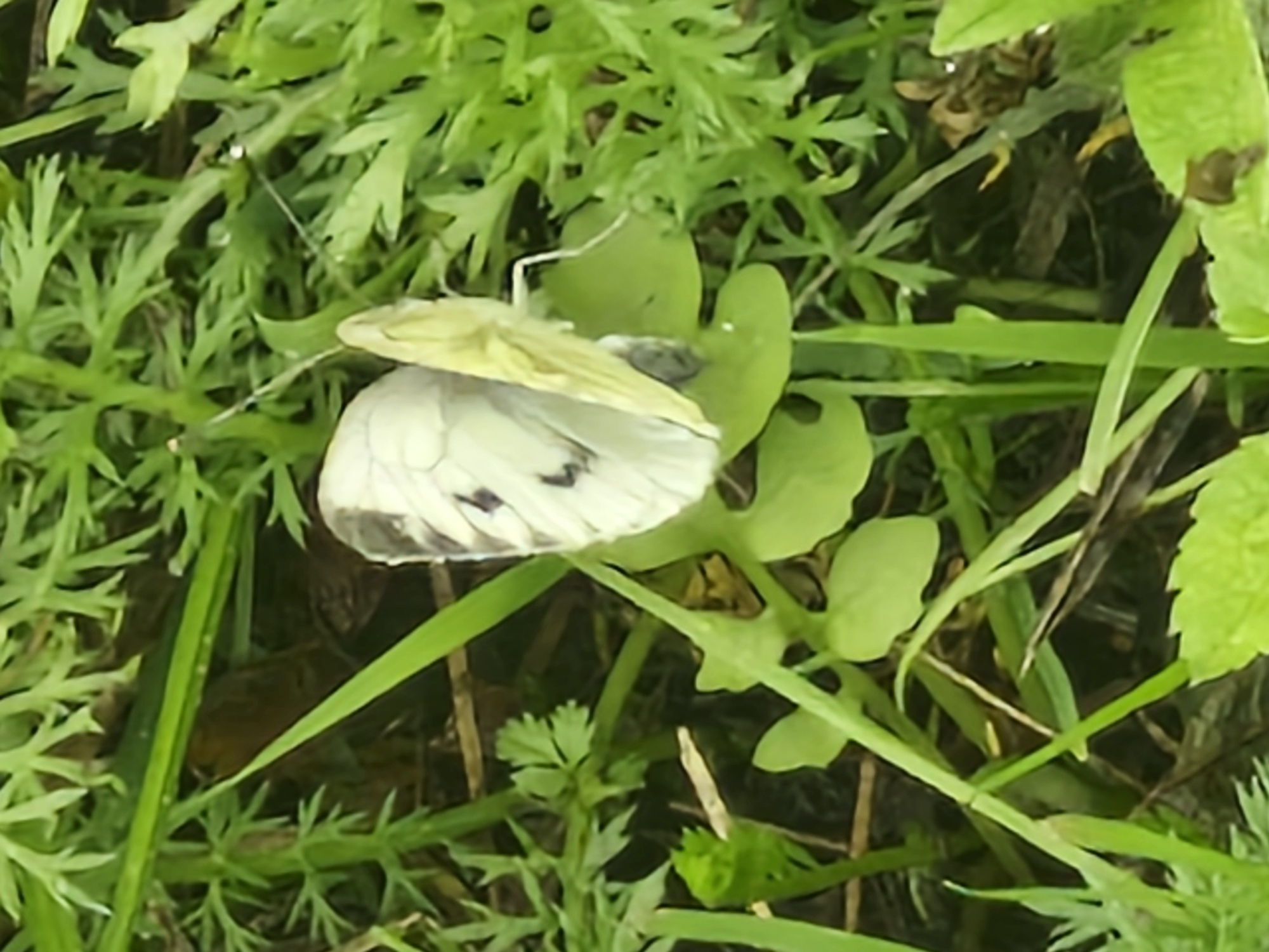 A white butterfly with black markings rests on a small green leaf amongst blades of grass and other green foliage. The butterfly is facing to the right, with its wings partially open, revealing the patterned undersides. The background is composed of various green leaves and stems, creating a natural, outdoor environment. The lighting suggests it is daytime. The scene appears to be located in a grassy area within the city of Ķekava, Latvia.