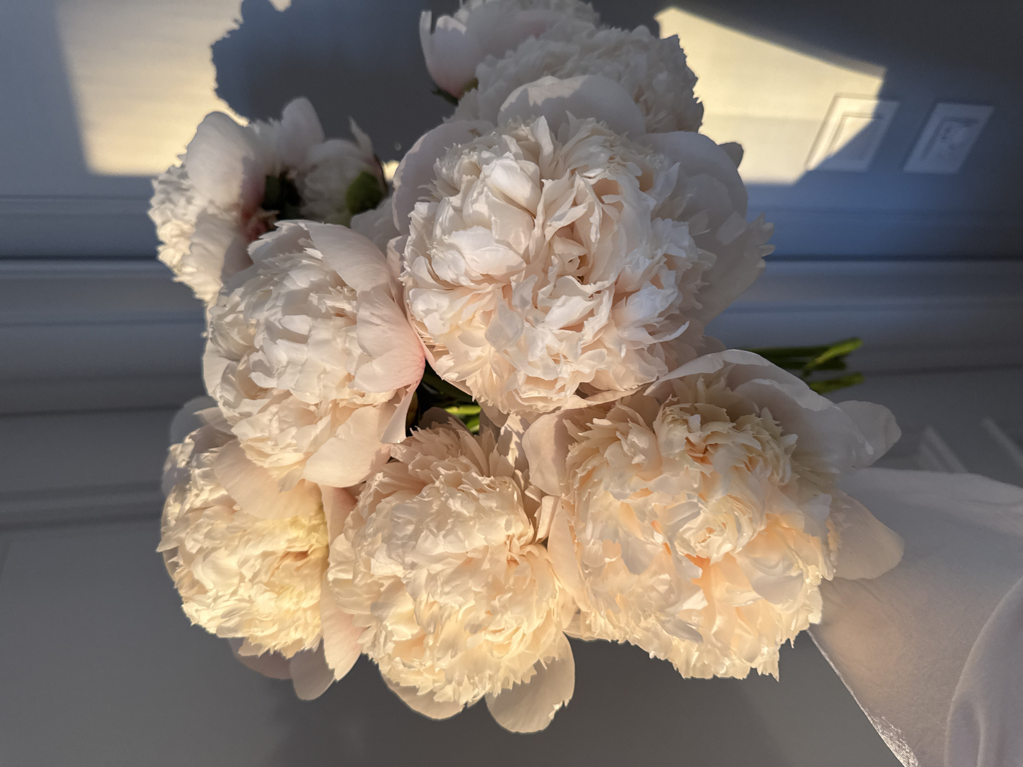 A close-up, vertical photograph captures a bouquet of approximately ten light-colored peonies, held in the lower-left by a hand partially covered in white fabric. The peonies are predominantly cream and pale peach, with some centers appearing golden due to direct, warm illumination. Their petals are densely packed and ruffled. Green stems are visible between some of the flower heads. The background consists of a plain, light grey wall or paneled door. Strong, directional natural light from the left casts distinct, dark shadows onto the upper-right portion of the background, including angular shapes and softer, organic forms, likely from foliage or elements outside the frame. The upper-right section of the background is brightly lit with a warm, golden hue, while the majority remains in shadow with a cooler, grey-blue tone. Architectural details suggesting door panels are faintly visible on the right side of the background. The image does not contain any visual information to forensically confirm its location in Moscow, Russia.