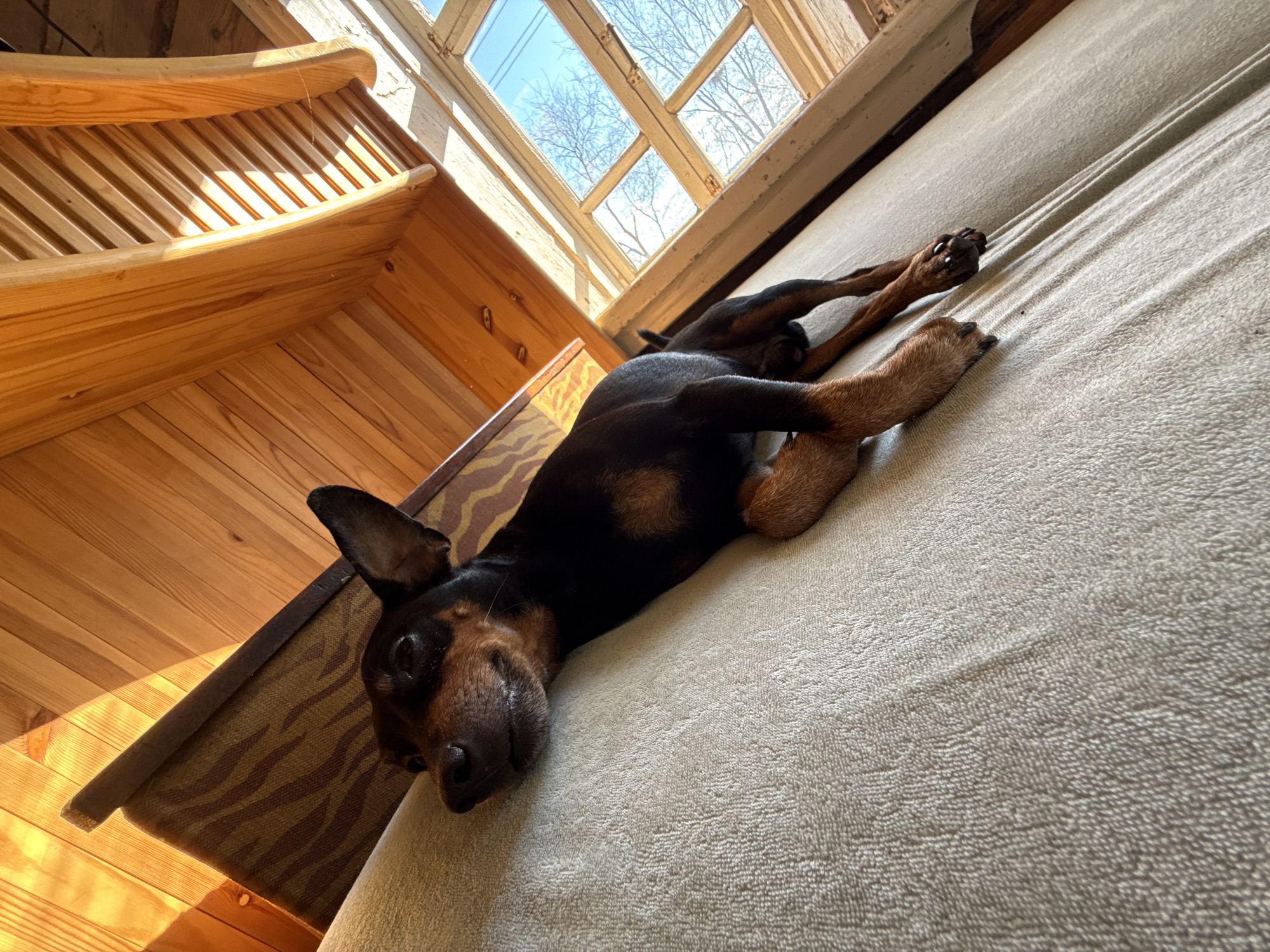 A black and tan dog is lying on a light-colored couch. The couch is positioned next to a wooden wall and a window. The dog is lying on its side, with its legs stretched out. The location is in a room with wooden walls and a window that is slightly open. The city of Nizhnyaya Chermoda, Russia, is not identifiable in the image.