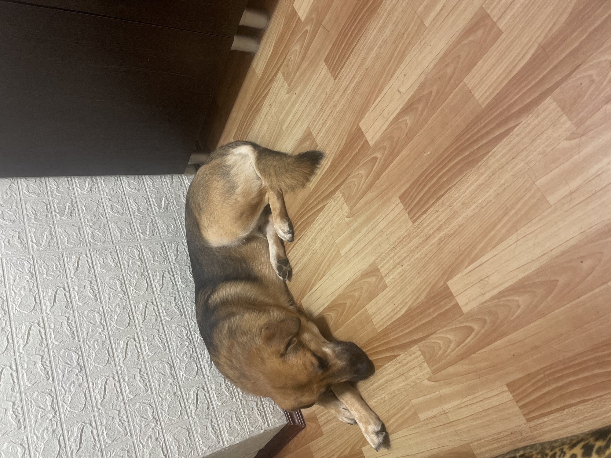 A medium-sized dog is lying on a wooden floor next to a white textured wall. The dog is tan and brown with darker fur on its back and tail. Its head is resting on its paws, and its eyes are closed. To the right of the dog is a dark brown cabinet with silver legs. The floor is made of light brown wooden planks. The scene appears to be indoors, possibly in a residential setting.