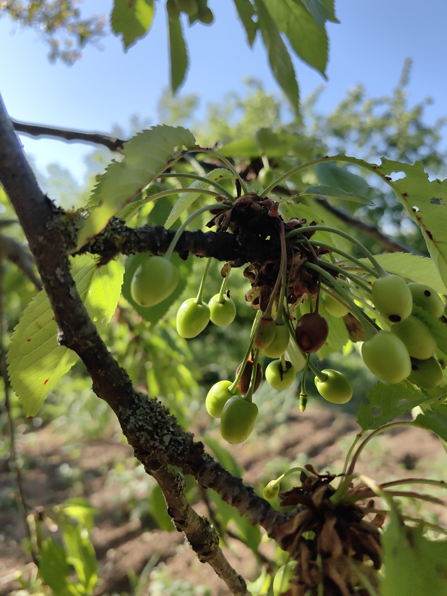 A close-up shot of a tree branch with green, unripe cherries hanging from it, against a backdrop of a clear blue sky and out-of-focus greenery. Some leaves on the branch are damaged with holes. The branch is covered in lichen. The location appears to be outdoors in an orchard or garden. The city and specific location are not discernable from the image.
