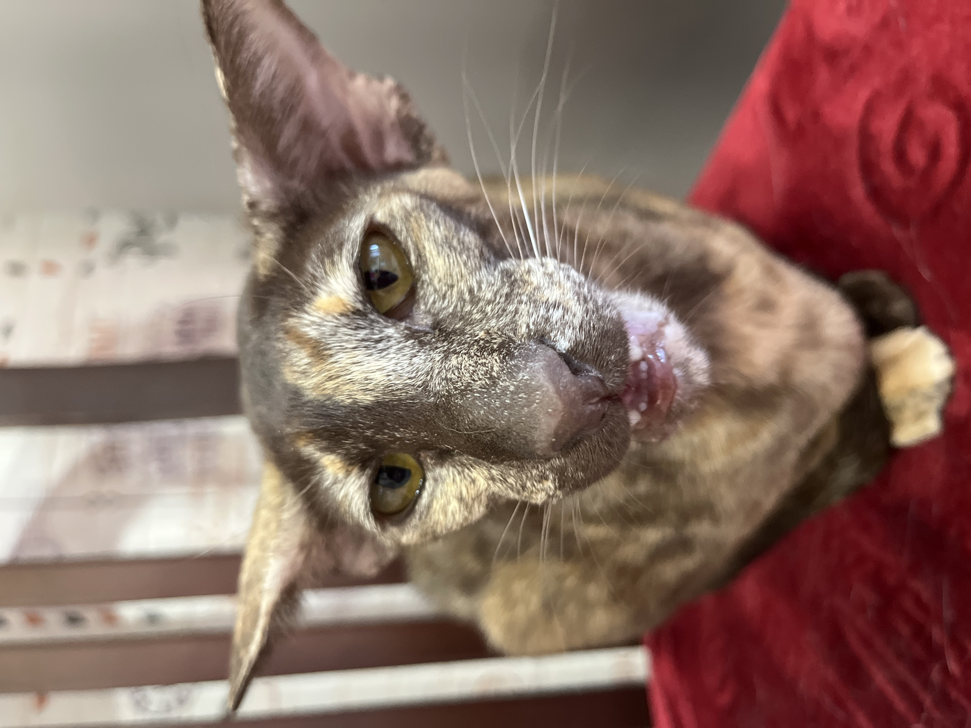 A close-up, angled shot depicts a brown tabby cat with large ears and amber eyes. The cat is looking up towards the camera. There is redness and possible irritation around the cat's mouth. The cat is positioned near a red, textured surface, possibly a blanket or cushion, and a horizontally striped surface that could be a piece of furniture. The image shows the cat's whiskers and detailed fur texture. The location of the city of Chaikovsky, Russia is not discernable from the visual information provided.
