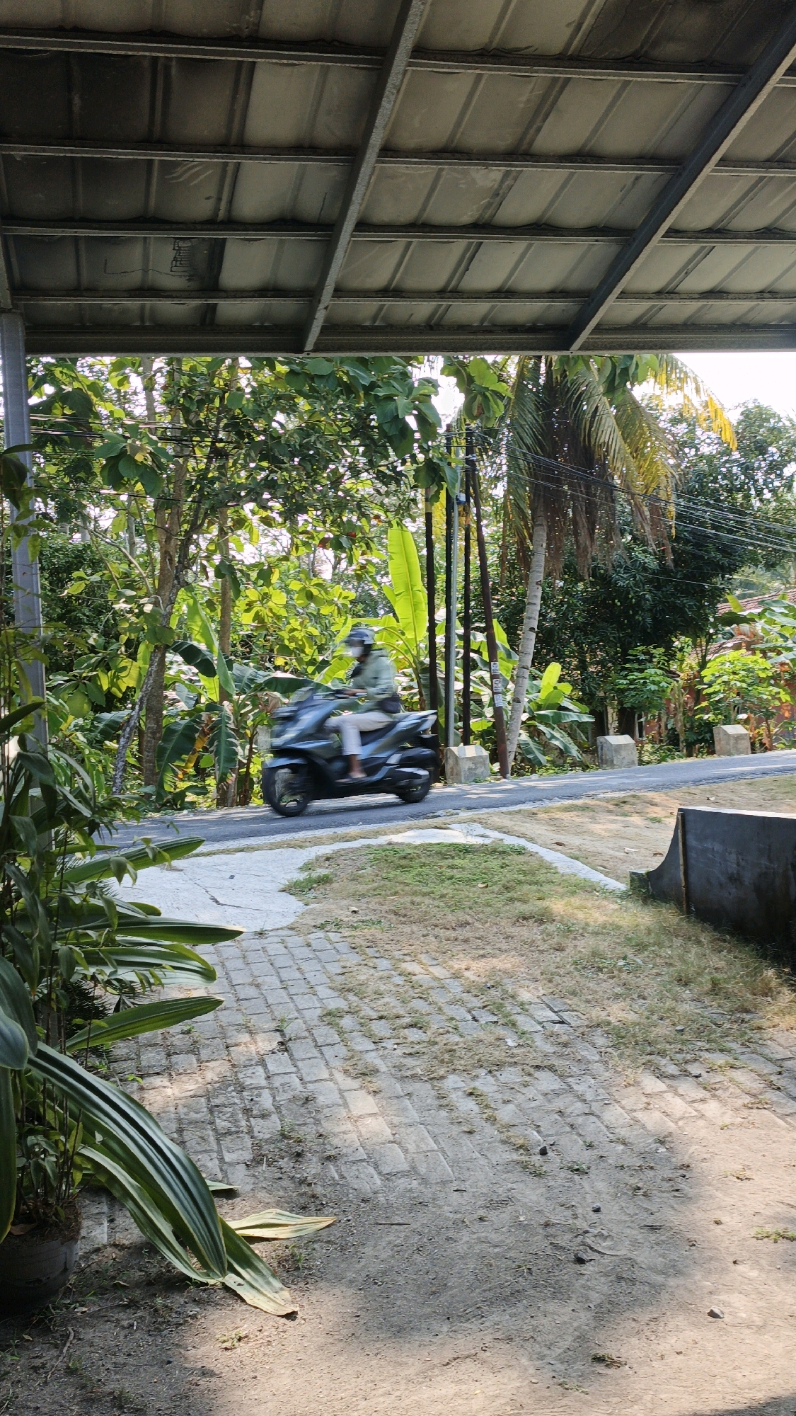 A person wearing a helmet, face mask, green jacket, and beige pants is riding a dark-colored three-wheeled scooter on a paved road. The scooter has a sleek, modern design. The surrounding environment is lush and tropical, with abundant green foliage, palm trees, and banana plants. The scene is bathed in sunlight, casting shadows on the ground, which is partly paved with bricks and partly covered with dry grass and dirt. A corrugated metal roof structure is visible in the foreground, supported by metal beams. The road curves to the right, disappearing into the dense vegetation. The overall impression is one of a sunny day in a rural or semi-rural area of Cintaratu, Indonesia.