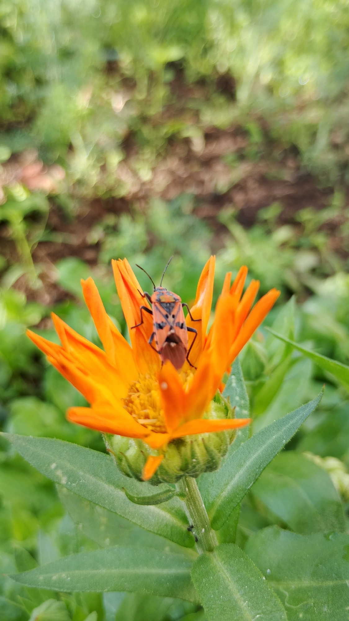 In Smolyan, Bulgaria, a close-up shot focuses on an orange flower with a red and black insect on its petals. The insect has a segmented body and antennae. The flower is surrounded by green foliage, and the background is blurred, showing hints of brown soil and more greenery. The lighting suggests it is daytime, possibly in a garden or natural setting.