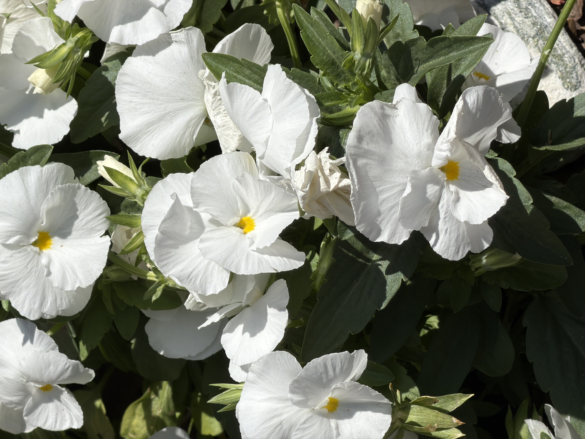 A close-up, overhead shot shows a cluster of white pansies with yellow centers, interspersed with dark green foliage. The flowers are in various stages of bloom, with some fully open and others still forming buds. Sunlight casts shadows across the petals and leaves, creating a dappled effect. A textured, light gray stone is visible in the lower right corner, suggesting the flowers are in a planter or garden bed. The scene appears to be an outdoor setting in Sofia, Bulgaria, likely in a park, garden, or public space.