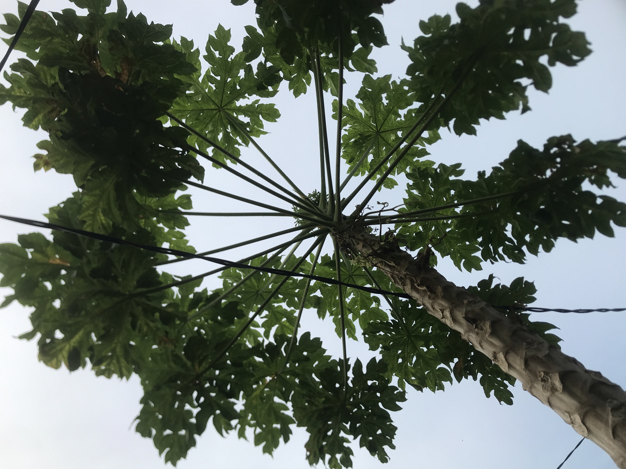 From a low-angle perspective, a papaya tree is viewed against a light sky. The trunk of the tree is pale and textured. Long, thin stems radiate outwards, supporting large, green, palmate leaves with deeply divided lobes. The leaves are concentrated towards the top of the tree. Electrical wires cross the view. Based on the instructions, the location is presumed to be Lhokseumawe, Indonesia.