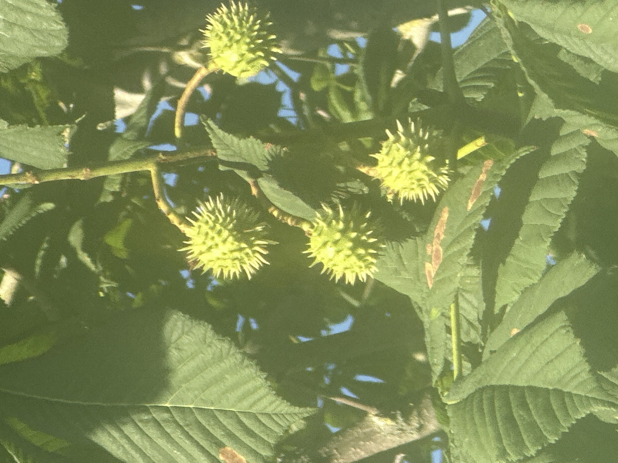 This is a close-up, eye-level, outdoor photograph taken during the day in Steenwijk, Netherlands, depicting a cluster of horse chestnut seed pods on a branch amongst large, green leaves. The pods are spherical, covered in sharp spikes, and are a vibrant green color. The leaves are broad and veined, with some showing brown spots. The background is blurred, revealing glimpses of a blue sky and other foliage. The overall impression is one of natural growth and the transition towards autumn.