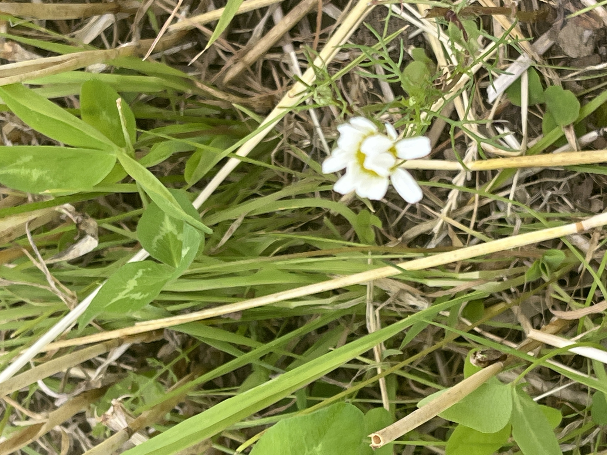The image displays a close-up view of a white flower with yellow accents, possibly a daisy or chrysanthemum, nestled among green grass and dry stalks. The flower has multiple petals and is the primary subject. The background consists of natural elements like vegetation and soil, with some dried plant matter scattered throughout. The scene appears to be an outdoor natural setting, likely a meadow or garden, given the presence of flora and the natural light. The focus is sharp on the flower, with the surrounding environment slightly blurred, suggesting the photograph was taken with a shallow depth of field. There are no people or human-made objects visible in the frame. The location in Dyatlitsy, Russia, is not visually discernible from the image itself, as it lacks any identifying landmarks or context that would pinpoint a specific geographical area.