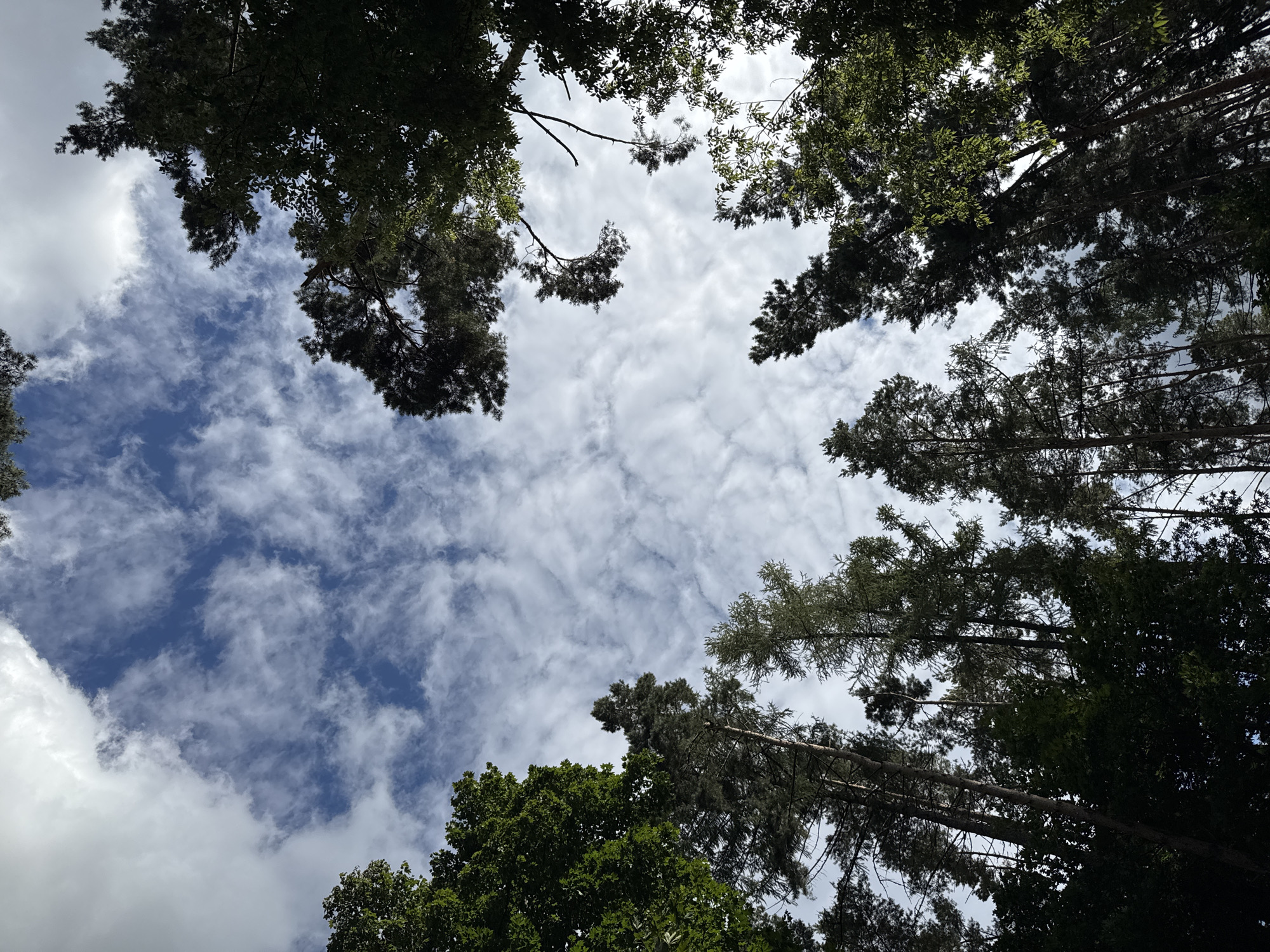 The image is a low-angle shot looking up through the canopy of tall trees towards a partly cloudy blue sky. The trees, predominantly evergreens and some deciduous varieties, are silhouetted against the sky, with their dark green foliage forming a dense frame around the upper portion of the image. Wispy white clouds are scattered across the blue expanse, creating a textured sky. The overall scene suggests an outdoor environment, likely a forest or park. There are no people or specific man-made objects visible. The location is identified as Barvikha, Russia.