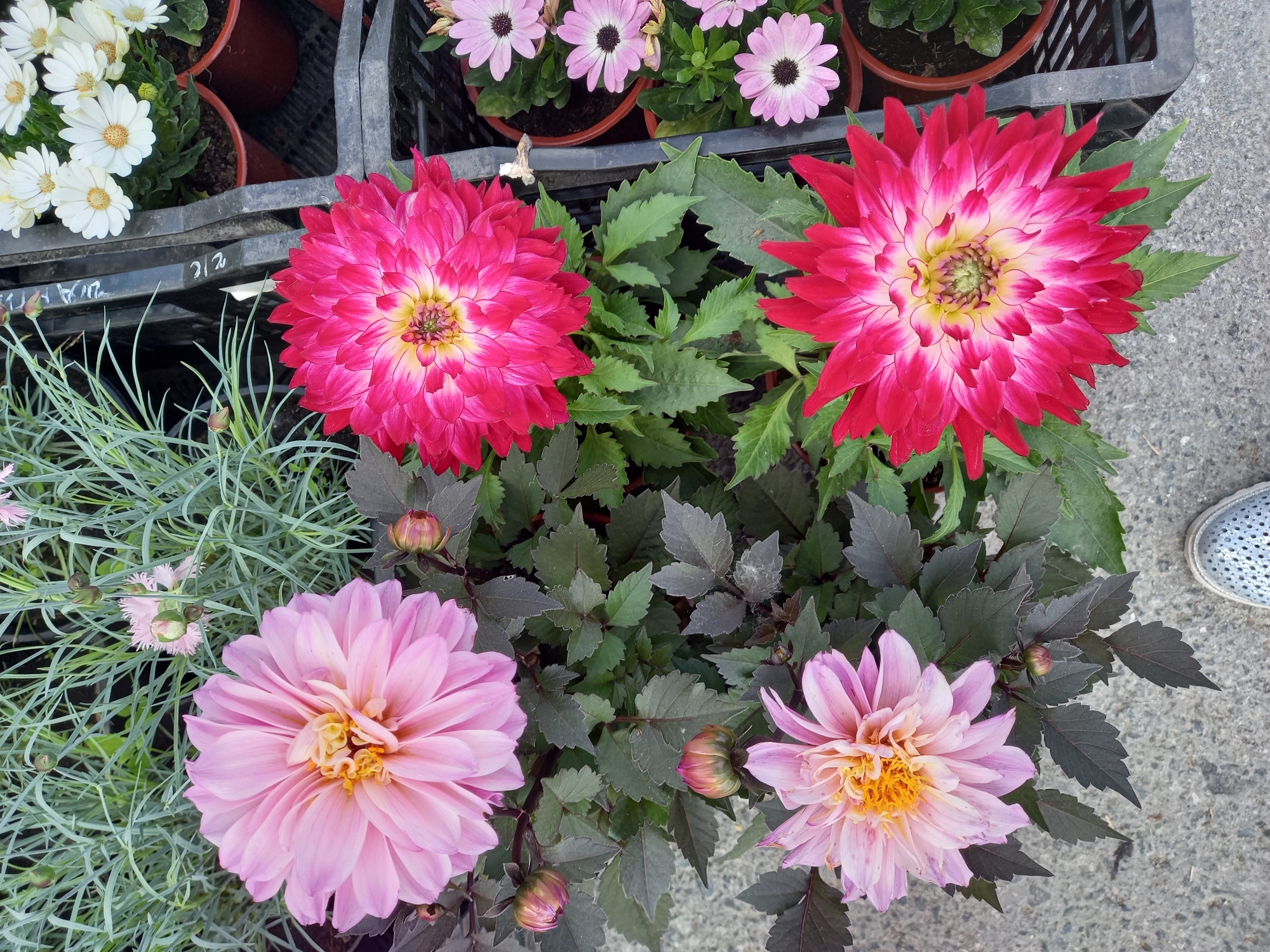 Four dahlias are prominently displayed in a garden setting, two pink and two red. The pink dahlias are positioned at the top left and bottom left of the frame, each with intricate, layered petals. The red dahlias are located at the top right and bottom right, displaying vibrant crimson petals tipped with white and yellow centers. Surrounding the dahlias are lush green leaves and some thin, grass-like plants. In the background, several pots contain smaller white and pink daisy-like flowers. The scene appears to be outdoors, likely in a marketplace or nursery, with a grey concrete surface visible at the bottom. A single grey shoe is partially visible at the bottom of the frame, suggesting the presence of a person. The image does not contain any specific clues that would place it in the city of Aramil, Russia.