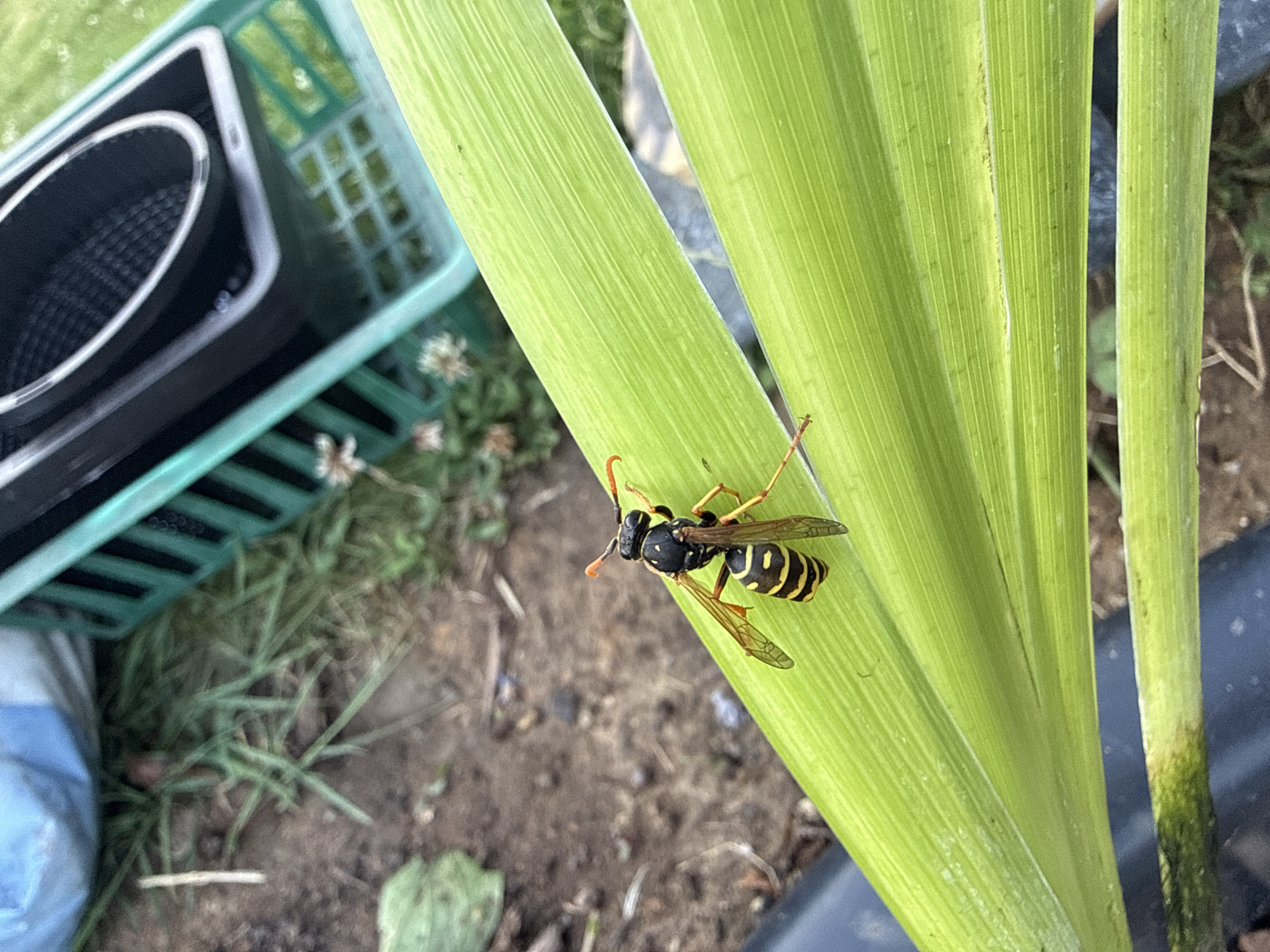 In Ihringshausen, Germany, a close-up, high-angle shot focuses on a wasp perched on a broad, vibrant green leaf. The wasp, predominantly black and yellow, has its wings spread slightly and its antennae pointed forward. The leaf displays prominent parallel veins and a slight sheen. In the background, out of focus, are elements suggesting an outdoor, perhaps garden, setting: patches of dry soil, blades of grass, and a green plastic container with black objects inside.
