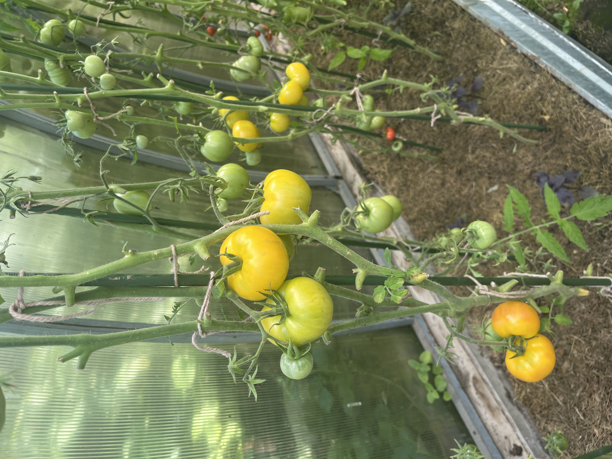 In a greenhouse located in the village of Vladimirovka, Russia, a close-up shot captures several tomato plants bearing ripe and unripe fruit. The plants are supported by green stakes and tied with twine. The tomatoes are varying in color from green to bright yellow, with some appearing partially ripe. The background consists of the greenhouse's translucent walls, revealing the blurry shapes of foliage and sunlight filtering through. The ground beneath the plants is covered in mulch. The scene depicts a cultivated garden environment focused on the growth of tomatoes.