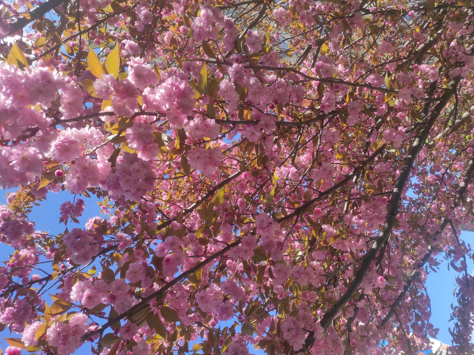 The image presents a vibrant, upward-facing view into the dense canopy of a flowering tree, characteristic of cherry blossoms (Sakura), against a clear blue sky. The frame is almost entirely filled with a multitude of delicate pink flowers, which appear in abundant clusters. These blossoms create a rich, textured tapestry across the upper and central parts of the image.
Interspersed among the pink flowers are numerous dark brown branches, which form a network throughout the foliage. Some branches also bear small, reddish-brown or yellowish-green leaves, indicating the early stages of leaf development alongside the bloom. Bright, natural sunlight illuminates the scene, highlighting the individual petals and creating areas of soft shadow within the dense floral arrangement.
Patches of bright, unblemished blue sky are visible through gaps in the tree's branches and blossoms, particularly noticeable in the upper right and lower left sections of the image. This suggests a clear and sunny day. The perspective is from directly below the tree, looking up towards the sky through its blossoming branches.
The scene depicts a natural setting in full bloom, strongly associated with springtime. There are no human subjects or man-made objects other than the tree itself. The overall impression is one of natural beauty, serenity, and the vibrant renewal of spring. The location context for this image is Sofia, Bulgaria. No visible text is present in the media file.