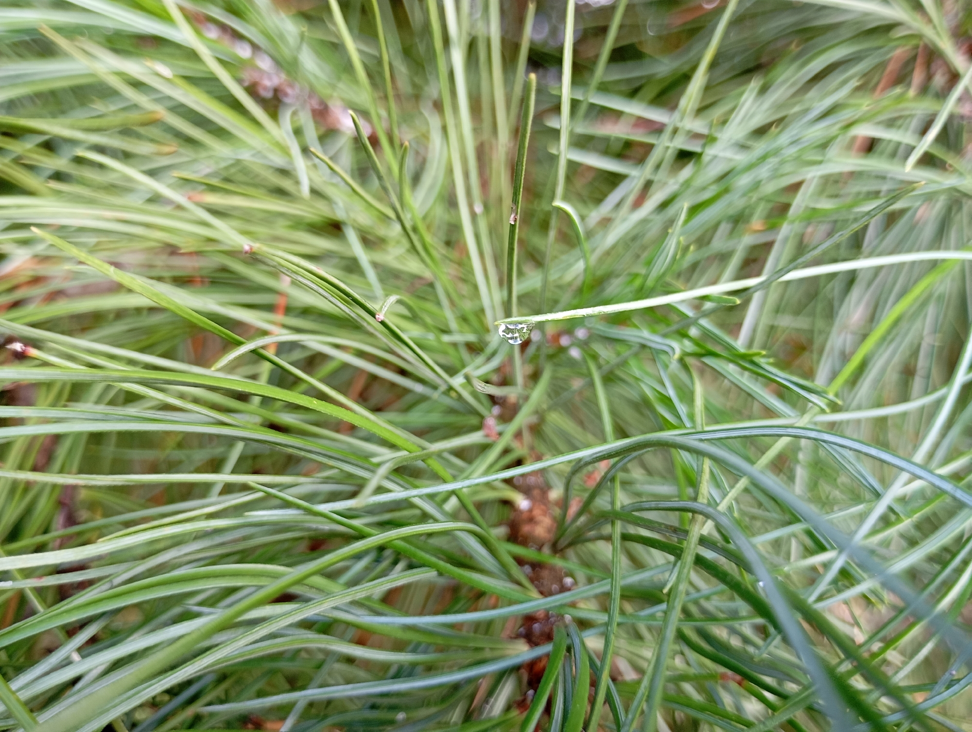The image is a close-up, overhead shot of pine needles. A single dewdrop is visible on one of the needles, refracting the light. The background is a blur of more pine needles, suggesting a dense cluster of pine branches. The overall impression is one of natural detail and subtle beauty. The scene is likely located outdoors in a natural setting, possibly a park or forest. There are no people or animals present in the image. The image quality is good, with sharp focus on the foreground elements and a soft bokeh effect in the background.
