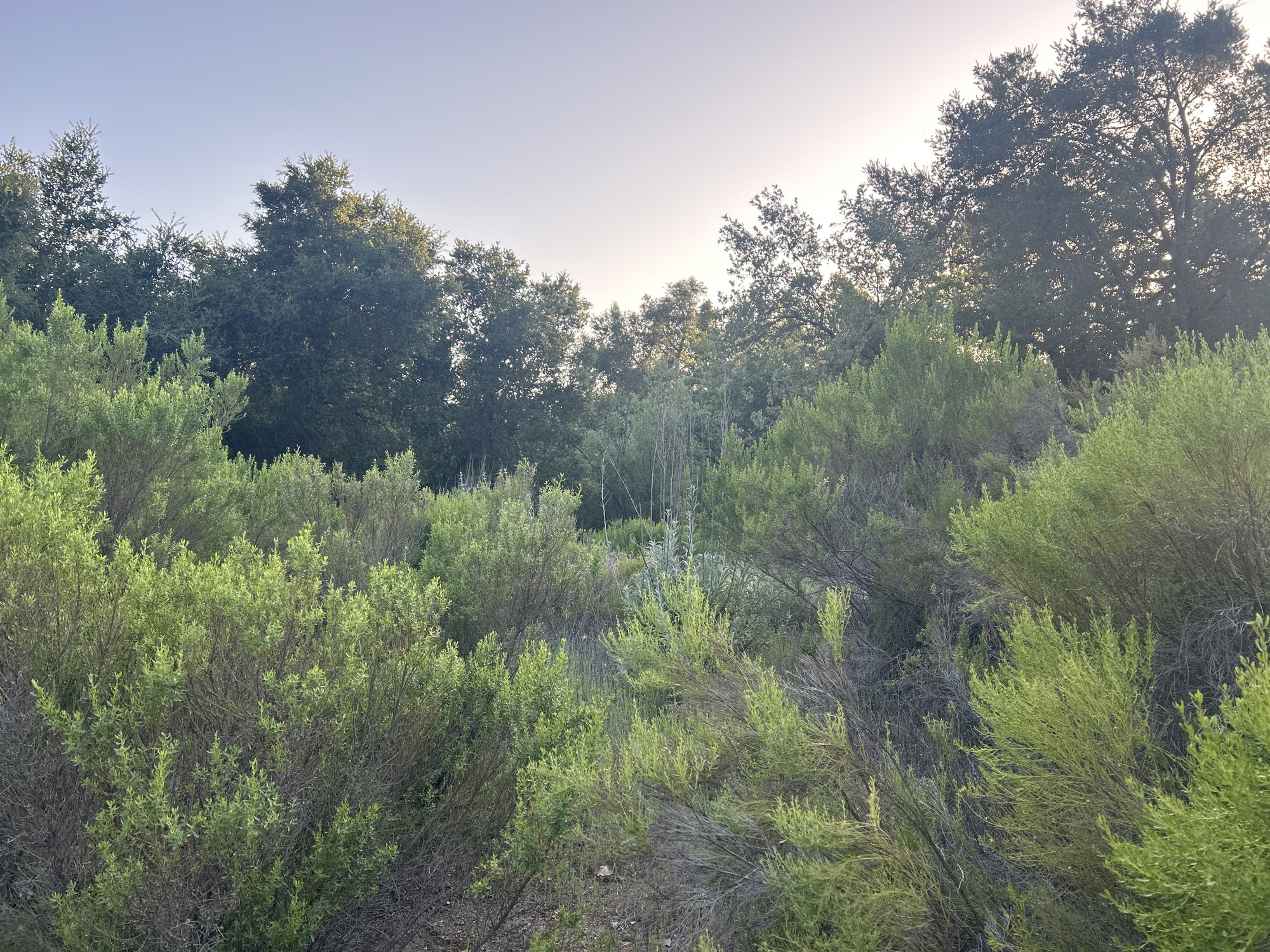 The image displays a natural landscape primarily composed of dense vegetation under a clear, bright sky. In the foreground, numerous light green shrubs and bushes with fine, closely packed leaves dominate the scene, showing vibrant new growth on a foundation of older, drier branches. The midground continues with similar shrubbery, interspersed with taller, slender stalks of other plants that appear lighter in color.
Further back, a dense line of mature trees with dark green canopies forms a natural boundary, their forms partially silhouetted against the sky. These trees are consistent with oak trees, aligning with the provided location context of Oak Park. The sky above is clear and expansive, transitioning from a pale blue at the top to a bright, almost white or pale yellow hue closer to the horizon, suggesting the presence of a low sun.
The lighting indicates either early morning or late afternoon, as the sun casts a soft, warm glow on the vegetation and backlights some of the taller trees. The weather appears clear and calm, with no clouds visible. The scene depicts a serene and tranquil natural environment, devoid of human activity, man-made objects, or visible text. The overall impression is that of a wildland or park area, likely in Oak Park, United States.