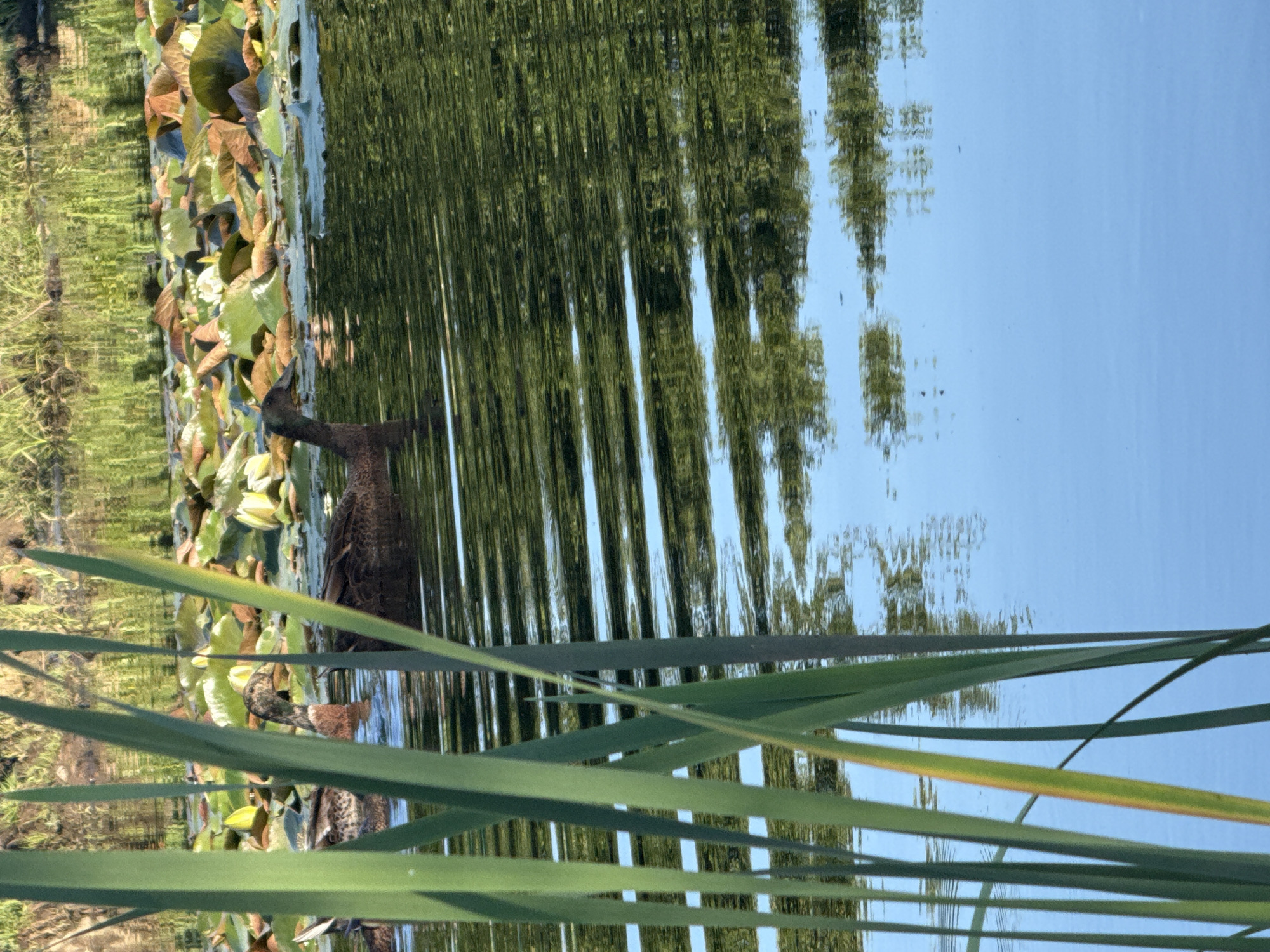In the city of Galinė, Lithuania, a serene pond scene unfolds, captured on a bright, clear day. The foreground is dominated by the sharp, vertical lines of tall green reeds, some showing hints of yellowing and brown at their tips, suggesting the transition of seasons. These reeds partially obscure the middle ground, where two ducks navigate the water. One duck is positioned to the left, its speckled brown and white plumage visible as it swims. To its right, another duck is more prominent, its head turned towards the viewer, displaying a darker brown coloration with a distinct lighter patch on its neck.
The water's surface is a dynamic canvas, rippling and reflecting the surrounding environment. In the middle distance, a cluster of lily pads, some a vibrant green and others a russet brown, floats on the water. A few small, white lily blossoms add delicate pops of color amongst the pads. The water also carries the inverted images of the sky and the lush green foliage of trees and vegetation that line the pond's edge, creating a painterly, abstract effect. The overall impression is one of natural tranquility and the gentle rhythm of wildlife in its habitat.