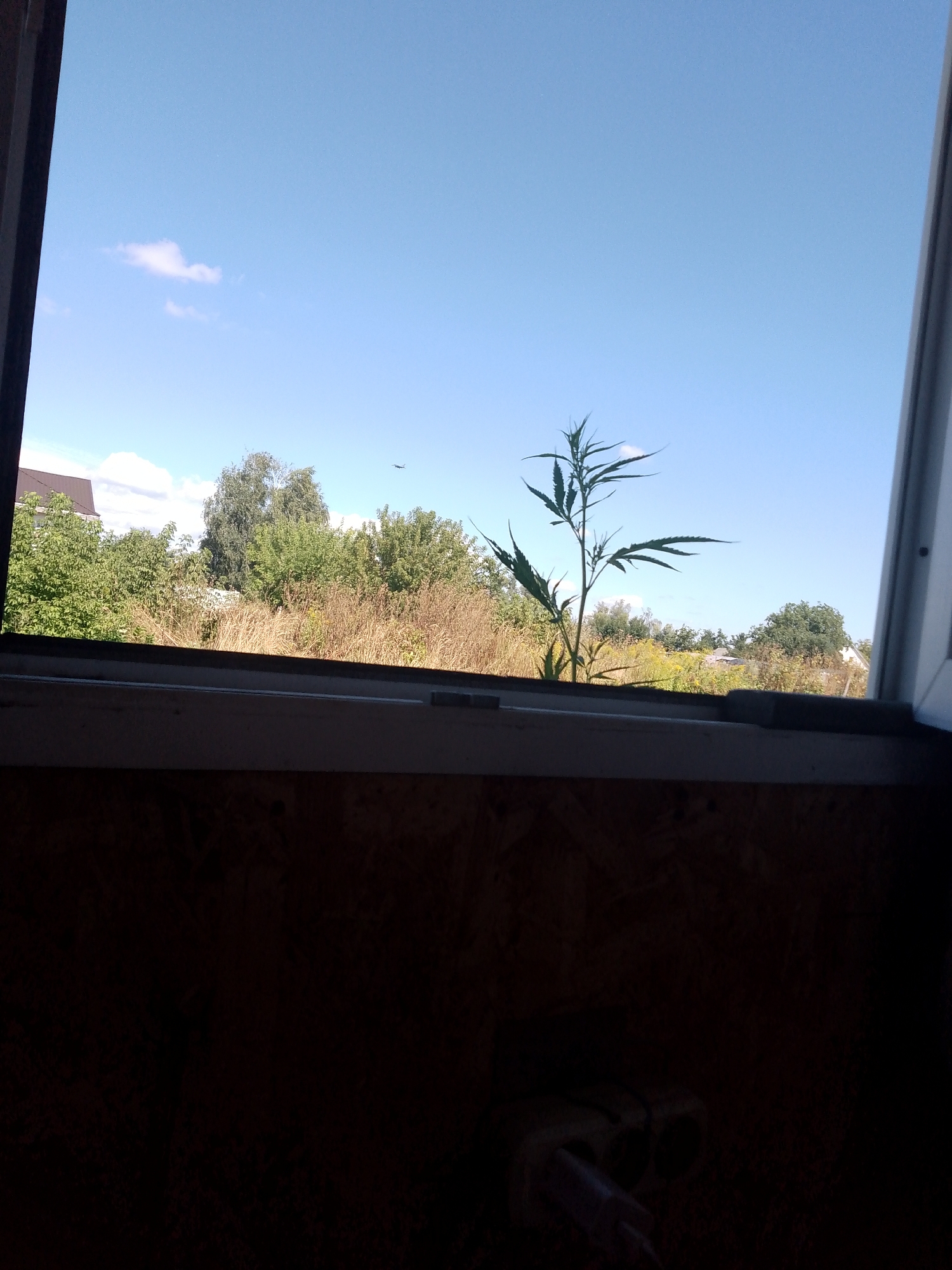 The image depicts a view from a window overlooking a rural landscape under a clear blue sky. In the foreground, the dark interior of a room is visible, with the bottom edge of the window frame and some wooden paneling. Through the window, a single cannabis plant stands tall against a backdrop of lush greenery, including trees and dry grasses. In the distance, a small airplane is visible in the sky. The scene suggests a natural environment, possibly a garden or field, located in the village of Borysiv, Ukraine, as indicated by the context provided.