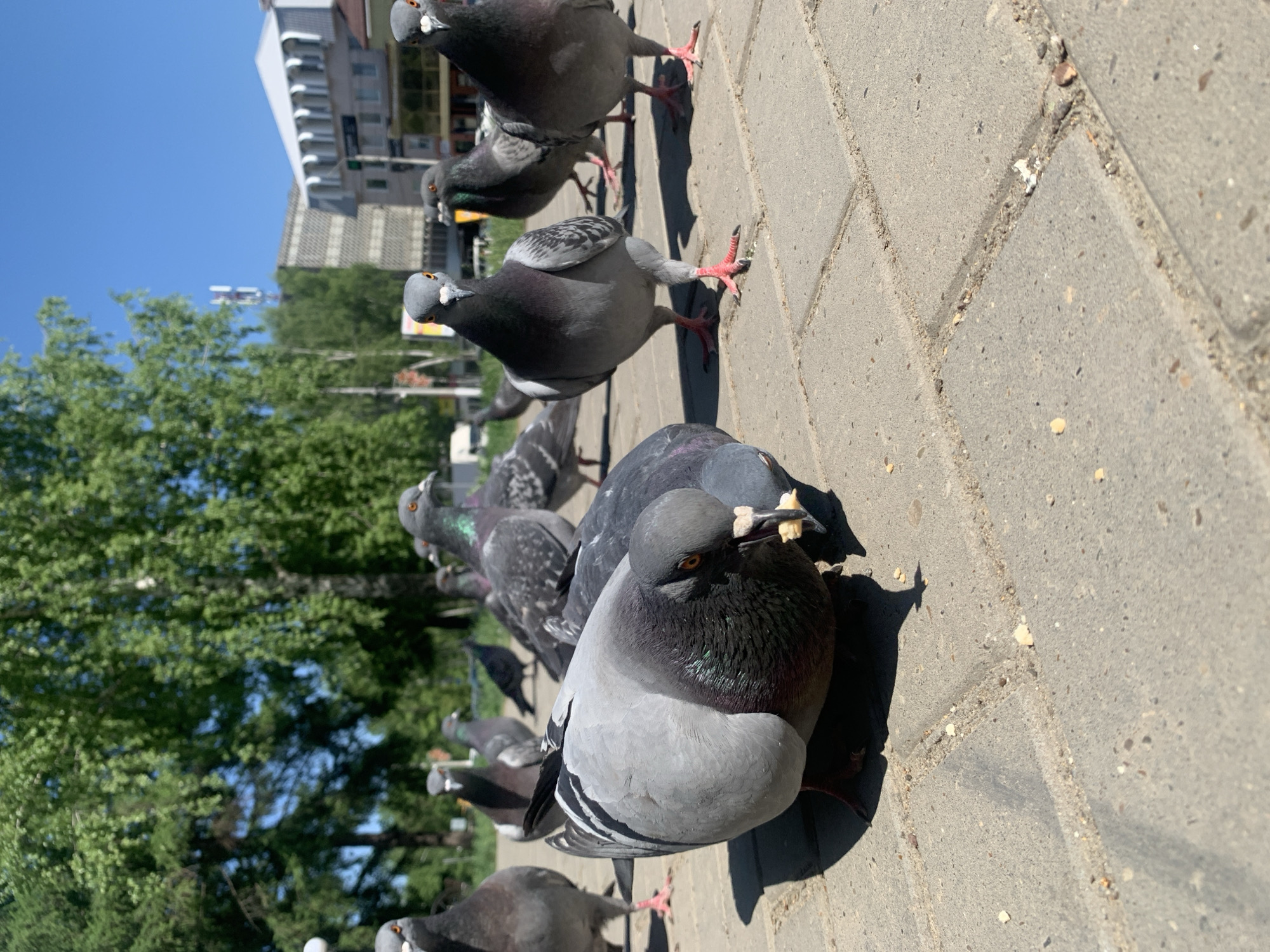 A group of pigeons is gathered on a gray brick sidewalk, likely in a city, based on the presence of buildings and trees in the background. One pigeon is featured prominently in the foreground. It has gray plumage with black iridescent feathers on its neck and is holding pieces of white material, possibly bread, in its beak. Other pigeons are scattered in the background, some in focus and some out of focus, continuing down the sidewalk. The background includes trees with green leaves and a multi-story building with a white facade and dark windows. The sky is a clear blue. The scene is well-lit, suggesting a sunny day. Given the prompt specifying the city of Chaikovsky, Russia, the photograph was likely taken in that location.