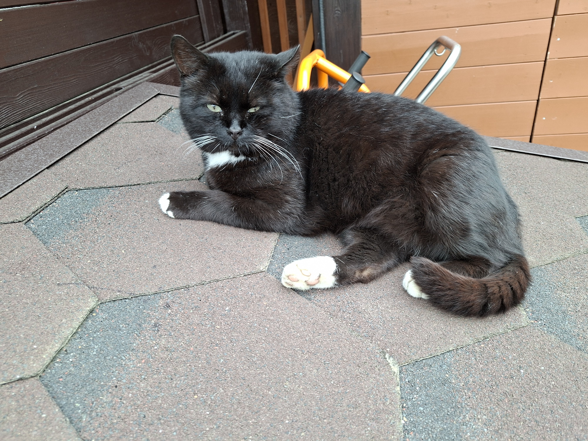 A black and white cat with green eyes is lying on a rooftop. The cat is mostly black with white paws and a white patch on its chest. It has long white whiskers. The rooftop is covered with asphalt shingles. In the background, there is a brown wooden wall and a metal railing. The scene appears to be outdoors.