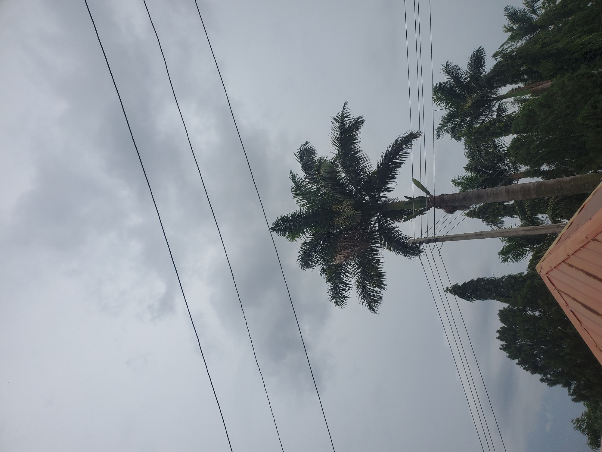 A vertical, low-angle shot captures a cluster of palm trees against a cloudy, overcast sky. Power lines crisscross the frame horizontally. The sky is a uniform grey, with visible clouds suggesting a possibly damp or windy day. In the foreground, the terracotta-colored roof of a building is visible on the lower right. The palm trees are diverse in height and density; one prominent palm stands to the left of center with its fronds spread wide, while others are visible behind it and to the right. A tall, slender evergreen tree is noticeable behind and to the left of the main palm. The scene appears to be an outdoor setting in a city, likely Jos, Nigeria, given the presence of palm trees and power lines typical of the region. No people are visible in the frame.