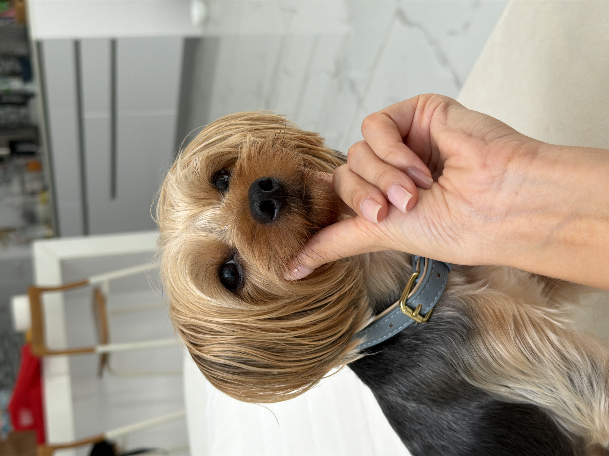 In this close-up shot, a Yorkshire Terrier, wearing a light blue collar, is the central subject. A human hand gently touches the dog's cheek, creating a slight upward curve that resembles a smile. The dog's fur is a mix of blonde and darker grey tones, and its eyes are dark and attentive. The background is softly blurred, showing hints of a modern, brightly lit kitchen area with white cabinets and countertops, as well as some chairs at a table, suggesting an indoor domestic setting, possibly in Thep Krasatti, Thailand. The lighting is natural and diffused, illuminating the dog's face and the hand with soft tones.