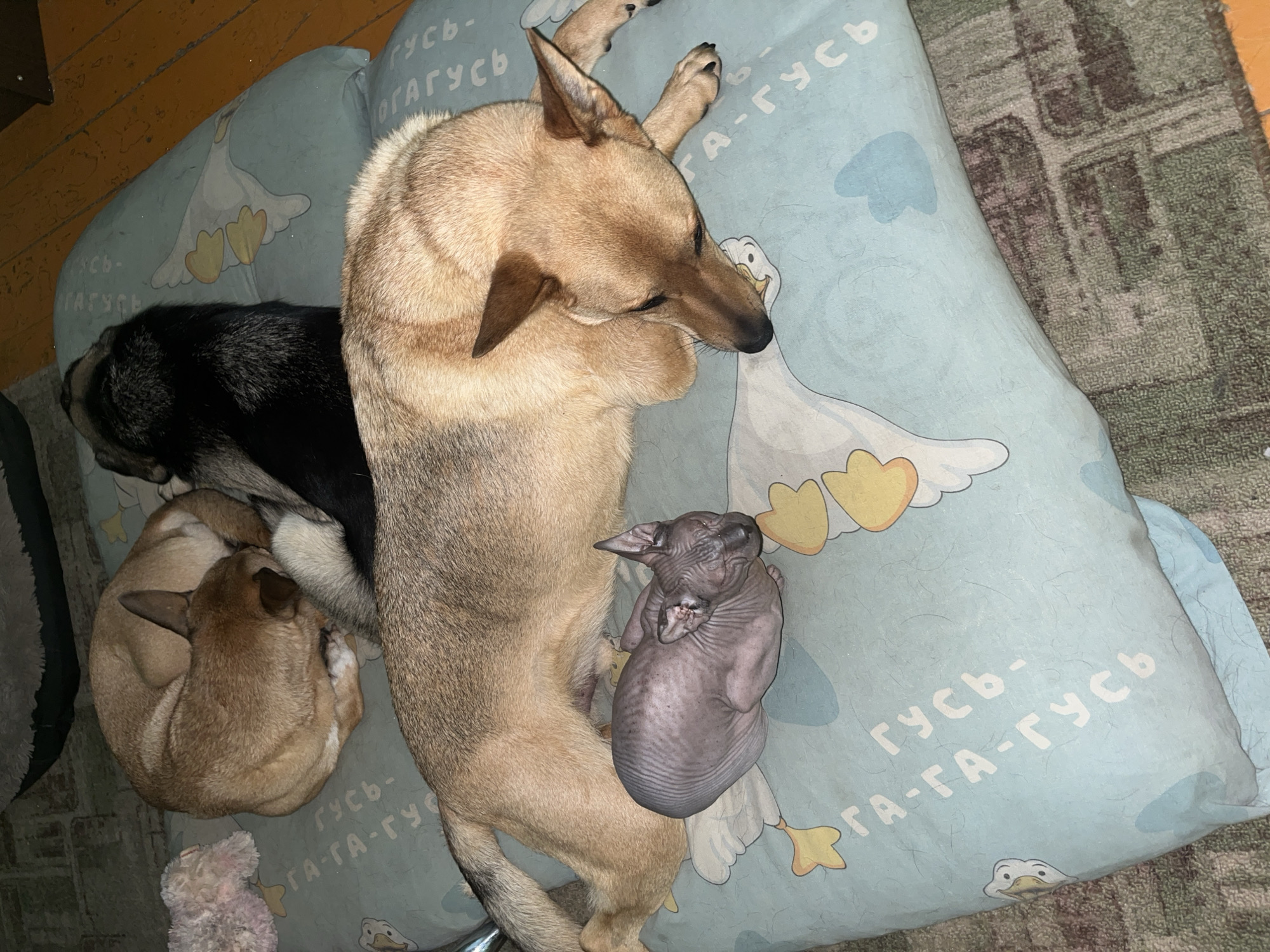 In Nizhny Tagil, Russia, a light brown and gray dog is sleeping on a light blue pillow with a goose pattern. Next to the dog is a pinkish cat that appears to be a Sphynx cat, also sleeping. In the background, another dog, mostly black and gray, is curled up and sleeping, partially obscuring a tan and white dog that is also curled up and sleeping. The pillow is on a patterned rug. The scene is indoors.