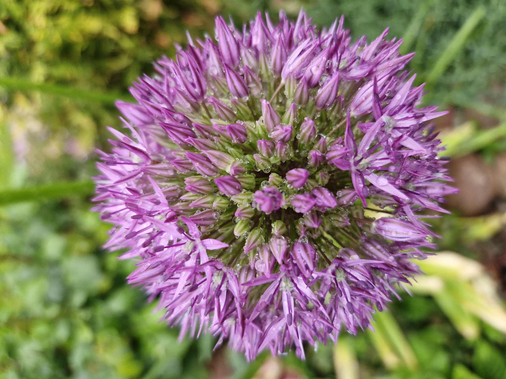 A close-up, high-angle photographic capture shows the spherical inflorescence of an ornamental allium plant. The flower head, positioned centrally and occupying the majority of the frame, is composed of numerous individual florets in various stages of bloom. Open florets display slender, pointed petals in shades of vibrant purple and magenta. Towards the center and lower portions of the flower, several florets remain as elongated, pointed buds, exhibiting a greenish-purple coloration. The entire surface of the florets and buds is covered in myriad small, clear water droplets, indicating recent precipitation or heavy dew. The background is heavily blurred, presenting an out-of-focus tapestry of green foliage, consistent with an outdoor garden or natural environment. No specific human subjects, structures, or identifying city markers are discernible within the blurred background. The scene is illuminated by soft, diffused natural light.