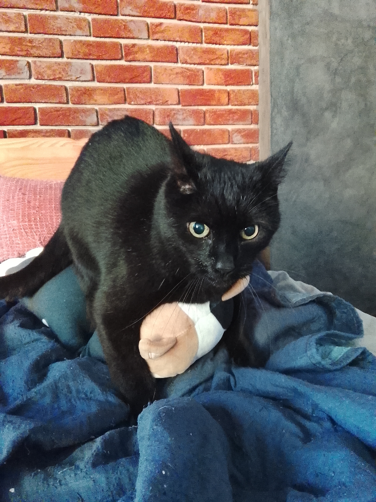 A black cat with green eyes is sitting on a blue blanket, holding a stuffed toy in its mouth. The cat is positioned in the center of the frame, with its body angled towards the right. The background features a brick wall and a gray wall, suggesting an indoor setting. The stuffed toy appears to be light brown and white, with a small nose. The blue blanket is wrinkled and appears to be made of a soft fabric, possibly a comforter or duvet. The lighting in the image is soft and natural, with no harsh shadows. The overall impression is one of domesticity and comfort, with the cat appearing relaxed and content.