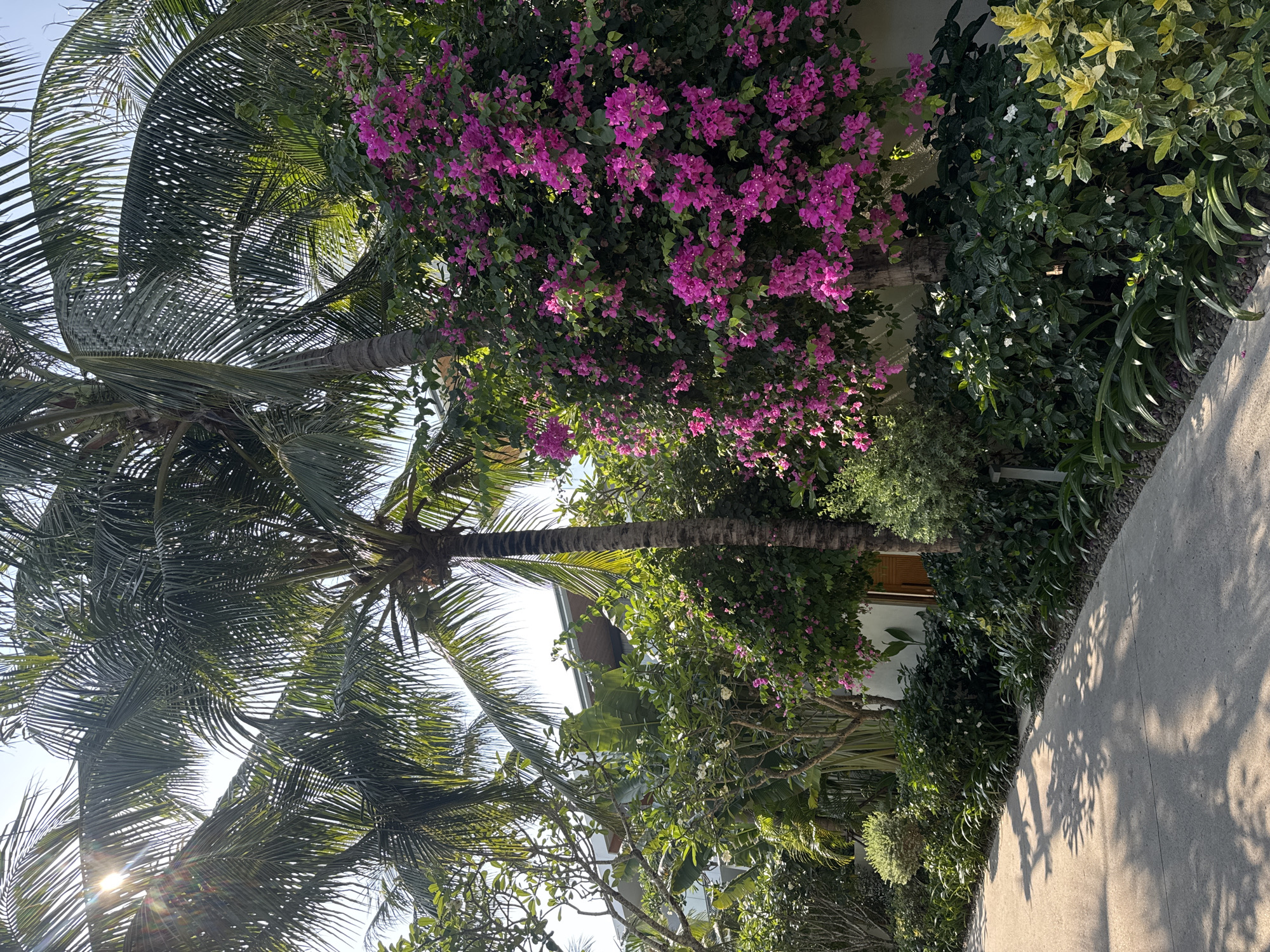 Captured from a low-angle perspective in an unspecified urban setting, the image is dominated by lush tropical flora. A tall palm tree stretches towards the sky, its fronds spread wide, casting shadows that dapple the concrete walkway to the right. Adjacent to the tree, a vibrant display of pink bougainvillea cascades over the foliage, adding a splash of color. The verdant vegetation extends to the right, bordering the walkway and softening the rigid lines of the concrete. Further in the background, a glimpse of a structure can be seen, likely a building or residence. The light is bright, indicating a sunny day, with the sun's rays peeking through the leaves. The scene evokes a sense of tropical ambiance.