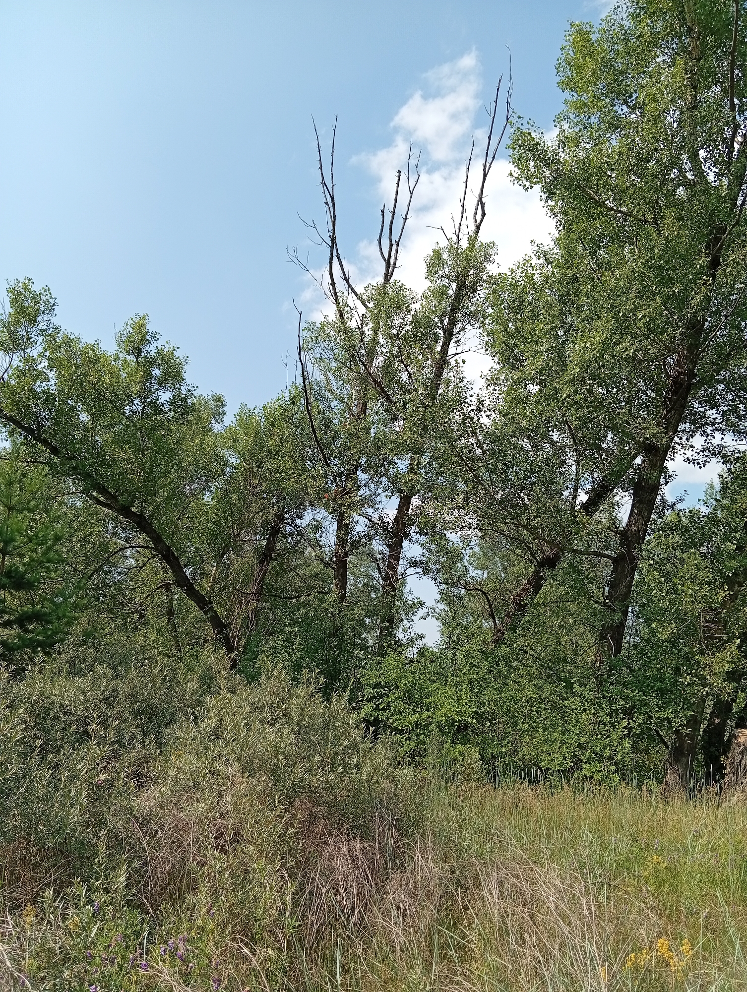 The image depicts a natural outdoor scene with dense vegetation under a partly cloudy blue sky. In the foreground, dry grass and scrubby bushes are visible. Towards the middle ground, there is a thick growth of green bushes and trees, with some dead, leafless branches protruding upwards. The background is dominated by the upper portions of large, leafy trees, their branches extending towards the sky. A few scattered white clouds are present in the upper portion of the image. The overall impression is a wild, uncultivated area. The location is specified as being in the city of Minusinsk, Russia, though no specific landmarks or urban elements are visible to confirm this context within the frame. There are no people or animals present in the image.