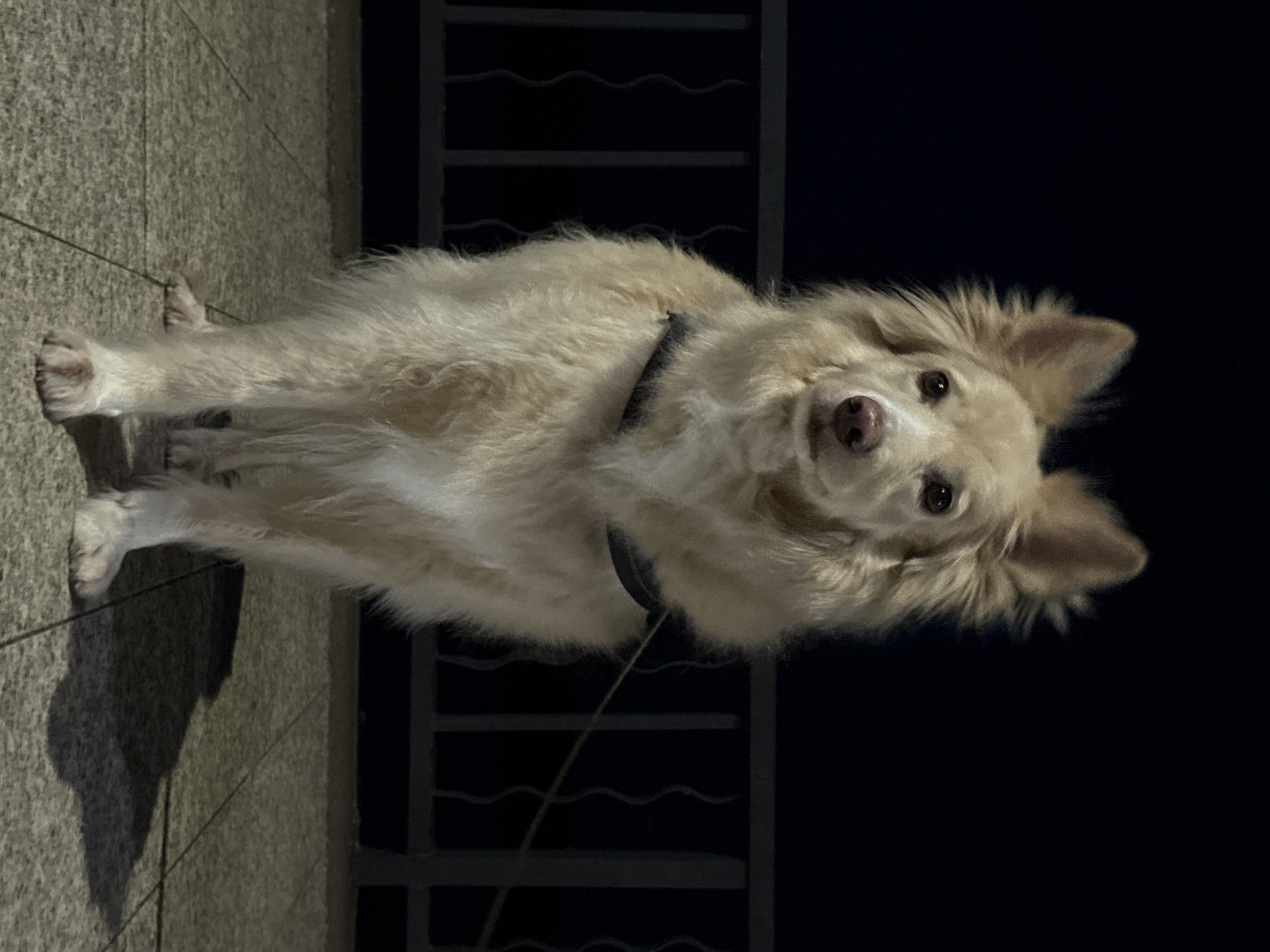 A cream-colored dog with medium-length fur stands on a tiled surface at night. The dog is facing the camera and appears to be wearing a dark harness. Behind the dog is a dark railing with vertical bars and curved decorative elements. The background is dark, indicating it is nighttime. The ground has a textured, stone-like appearance and is composed of large, square tiles. The lighting suggests artificial illumination, casting a shadow of the dog onto the tiled ground. The scene does not appear to be in Chaikovsky, Russia, as there are no recognizable landmarks or elements indicative of that specific location.