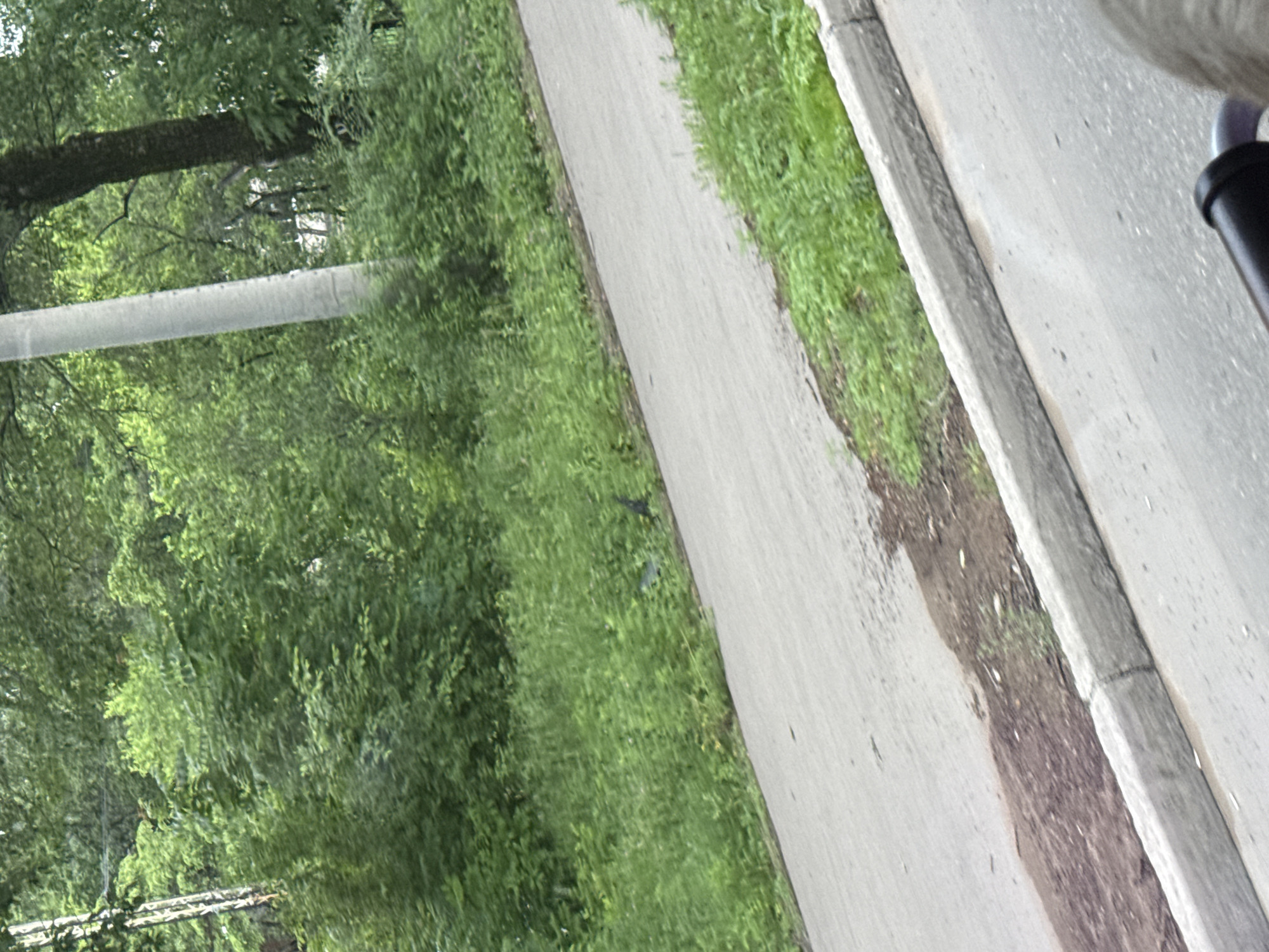The image depicts an outdoor scene with abundant greenery, suggesting a park or a natural area within a city. A paved path, possibly a sidewalk or a pedestrian walkway, curves through the scene from the foreground to the middle ground. The path is bordered by a concrete curb. Lush green grass and dense foliage from trees and bushes flank the path. A tall, light-colored utility pole is visible to the left of a dark tree trunk in the background. A small, dark bird is perched on the grass near the path in the middle ground. The overall impression is one of a natural, verdant environment within an urban setting. Without specific landmarks or identifying features, it is not possible to ascertain the exact location within Birobidzhan, Russia, from the image alone.