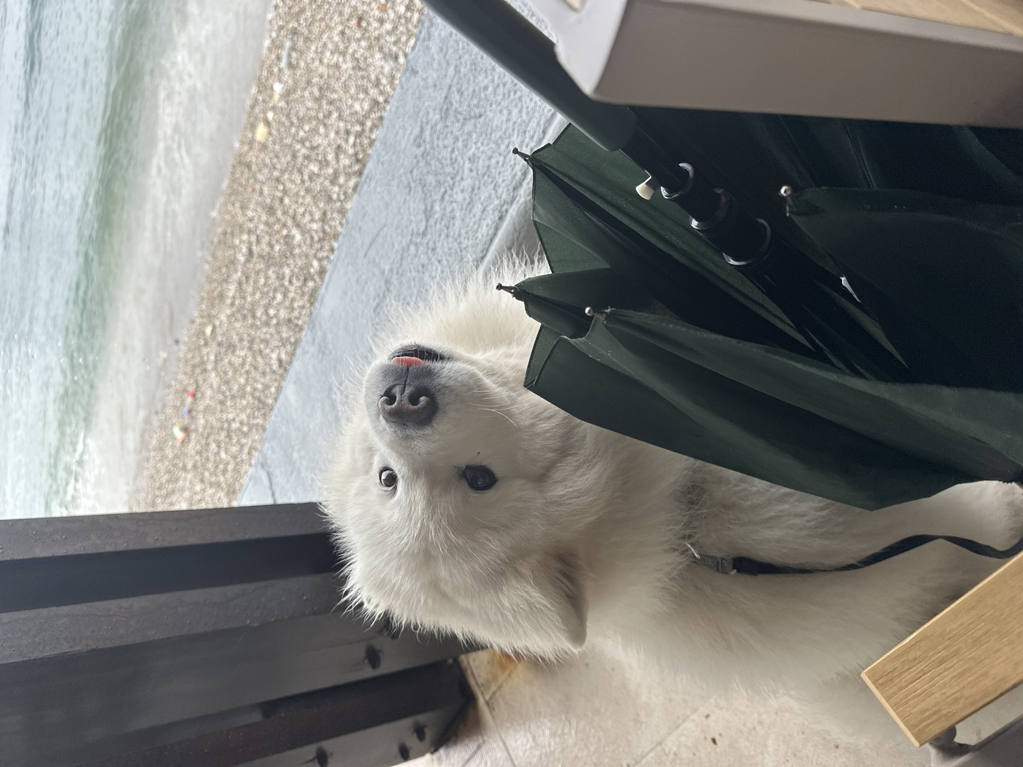 A large, fluffy white dog, possibly a Samoyed or Great Pyrenees, is the central subject of this image. The dog has light brown eyes, a black nose, and its pink tongue is slightly visible, giving it an inquisitive expression as it looks upwards and slightly to its left.
The dog is situated on a light-colored tiled floor, partially beneath a dark green umbrella that appears to be folded or partially open. A dark strap or part of a harness is visible on its fur. In the foreground, a dark metal railing or balcony edge runs horizontally.
Beyond the railing and the tiled area, the background reveals a serene coastal scene. Gentle waves of the sea wash onto a pebble or shingle beach. The overall lighting is soft and natural, indicating daytime conditions. The setting appears to be an outdoor balcony or patio overlooking the shoreline. This coastal environment is consistent with the provided location context of Šušanj, Montenegro. No visible text is present in the image.