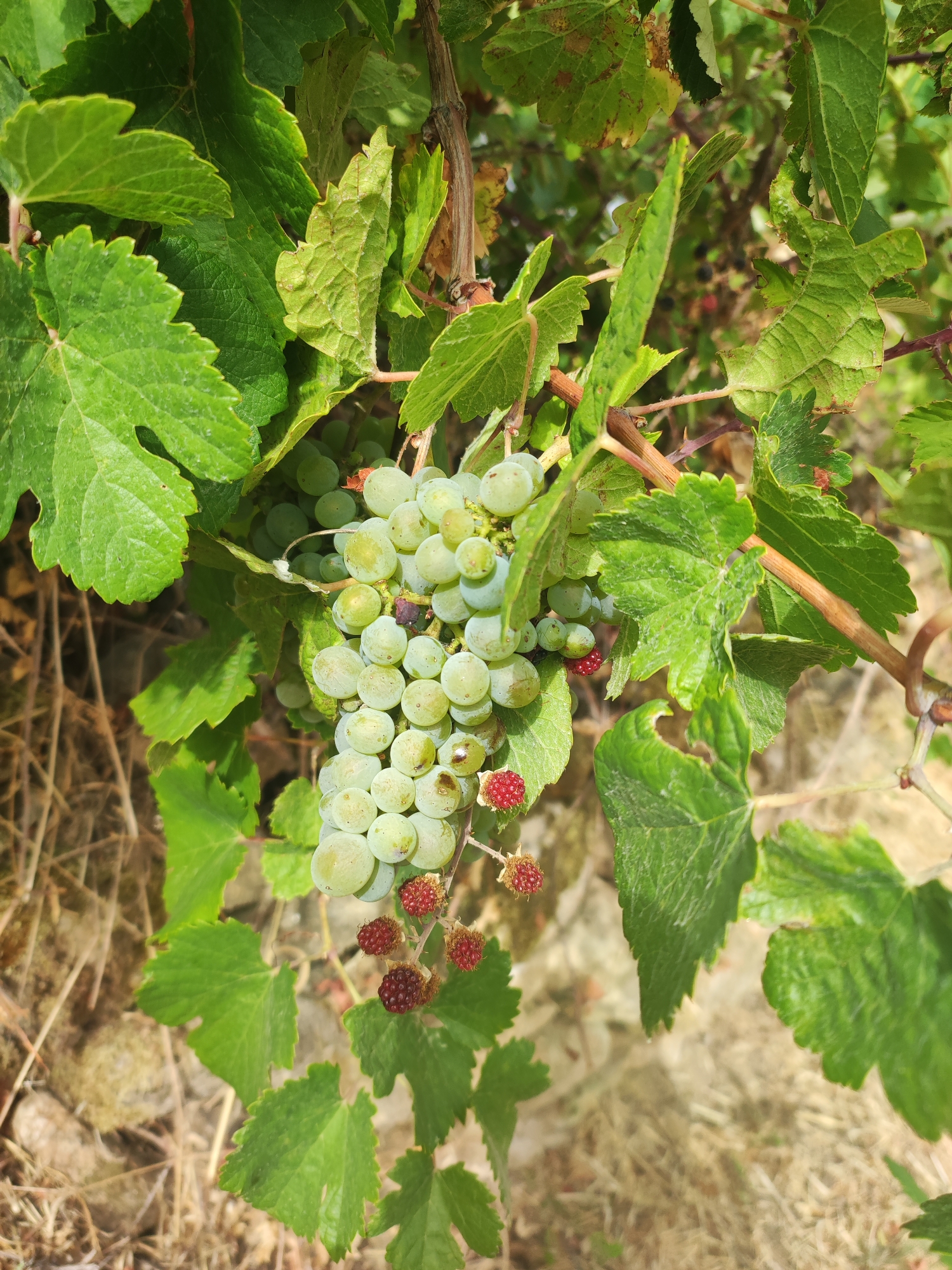 A cluster of light green grapes hangs from a vine, partially obscured by large, green grape leaves. Some smaller, red berries are also visible on the vine, interspersed with the grapes. The background consists of dry, brown foliage and what appears to be rocky ground. The image captures a close-up view of a section of a vineyard.