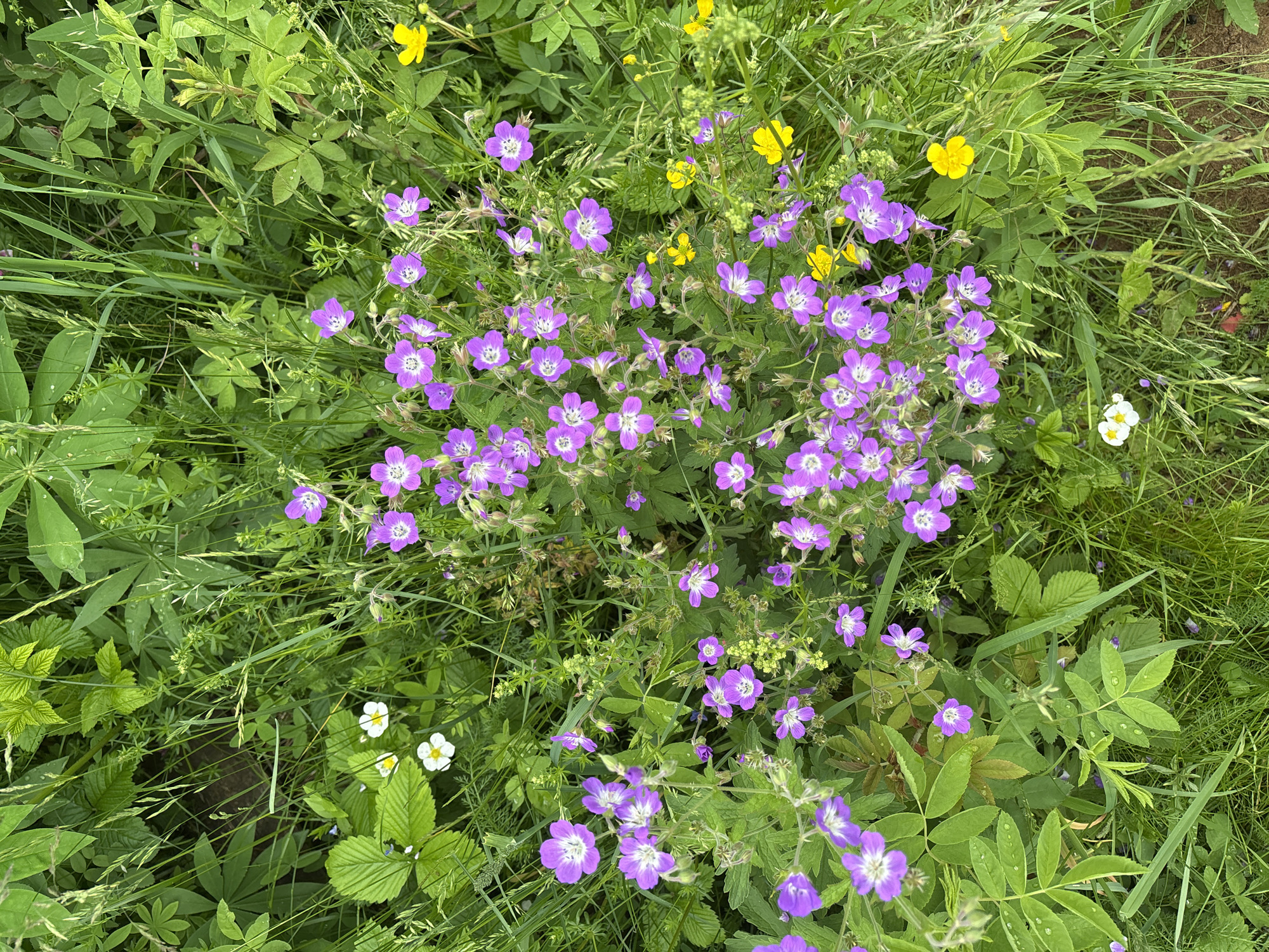 The image is a top-down view of a patch of green foliage with various small wildflowers. Predominant are clusters of purple wildflowers with five petals and a white center, interspersed with delicate green stems and leaves. There are also a few small white wildflowers with yellow centers, and scattered bright yellow wildflowers. The vegetation is dense and appears to be growing wild. The ground is not visible beneath the plants. The setting is outdoors, likely a natural environment such as a meadow or a roadside verge. There are no people or animals present in the image. The presence of dew drops on some leaves suggests it may have recently rained or is early morning. This scene is consistent with a typical natural landscape found in and around the city of Курган, Russia during warmer months.