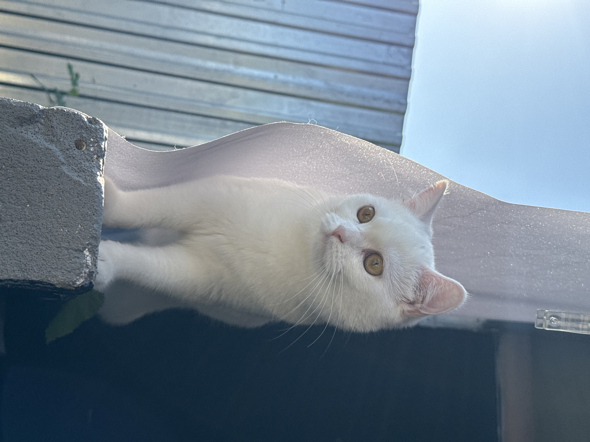 An indoor domestic cat, white with amber eyes, is perched on a concrete block. The cat is facing left, with its body angled slightly away from the camera. It is illuminated by sunlight streaming from the left, casting a bright glow on its fur and creating a silhouette effect against a dark background to its right. Behind the cat, a corrugated metal fence is visible, suggesting an outdoor or semi-outdoor urban environment. A translucent, light-colored sheet is draped behind the cat, catching the light and obscuring part of the background. The scene appears to be a snapshot in time, with no human presence evident. The location is an unspecified urban setting.