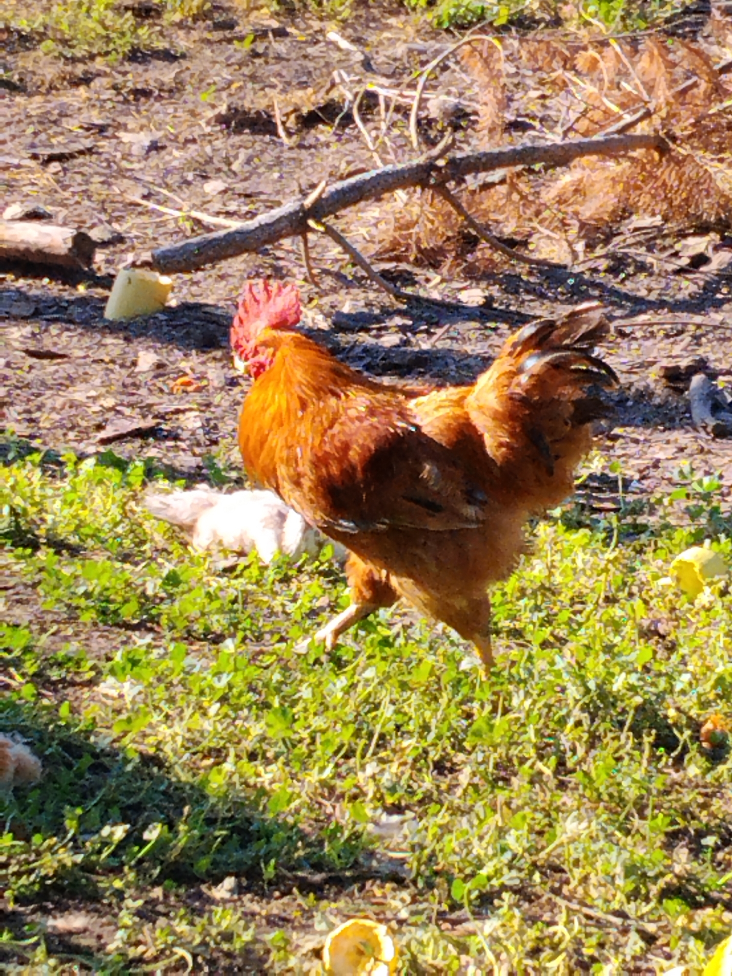 The image captures a rooster in a rural outdoor setting. The rooster is predominantly brown and orange with a red comb on its head. It is walking through a patch of green vegetation on uneven, dry, brown ground. The ground is littered with small branches and twigs, and a few light-colored objects are scattered around, possibly pieces of food or debris. In the background, dry vegetation and more branches are visible, suggesting a somewhat unkempt or natural environment. There are no people or buildings in the frame. The sunlight appears to be casting shadows, indicating it is daytime. The image was taken in Ustyvytsia, Ukraine.