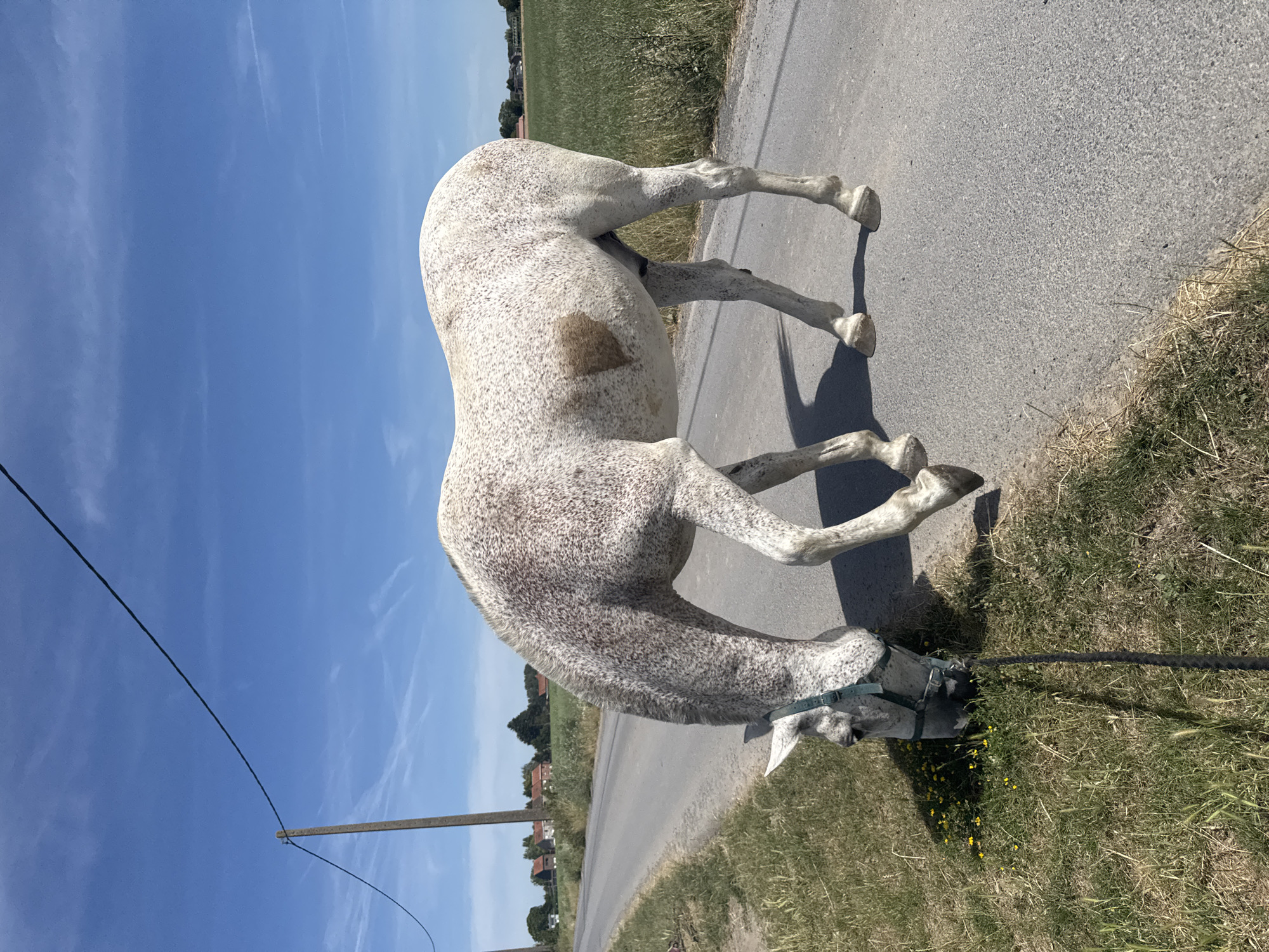 An appaloosa horse with a grey coat and brown speckles grazes on the side of a paved rural road under a clear blue sky with wispy clouds. The horse wears a green halter and is tethered by a dark lead rope. The road is lined with green grass and wildflowers. In the background, a power line pole stands to the left, and houses and agricultural fields are visible in the distance, suggesting a rural setting within the municipality of Estaimpuis, Belgium. The scene is illuminated by bright sunlight, casting shadows on the road.